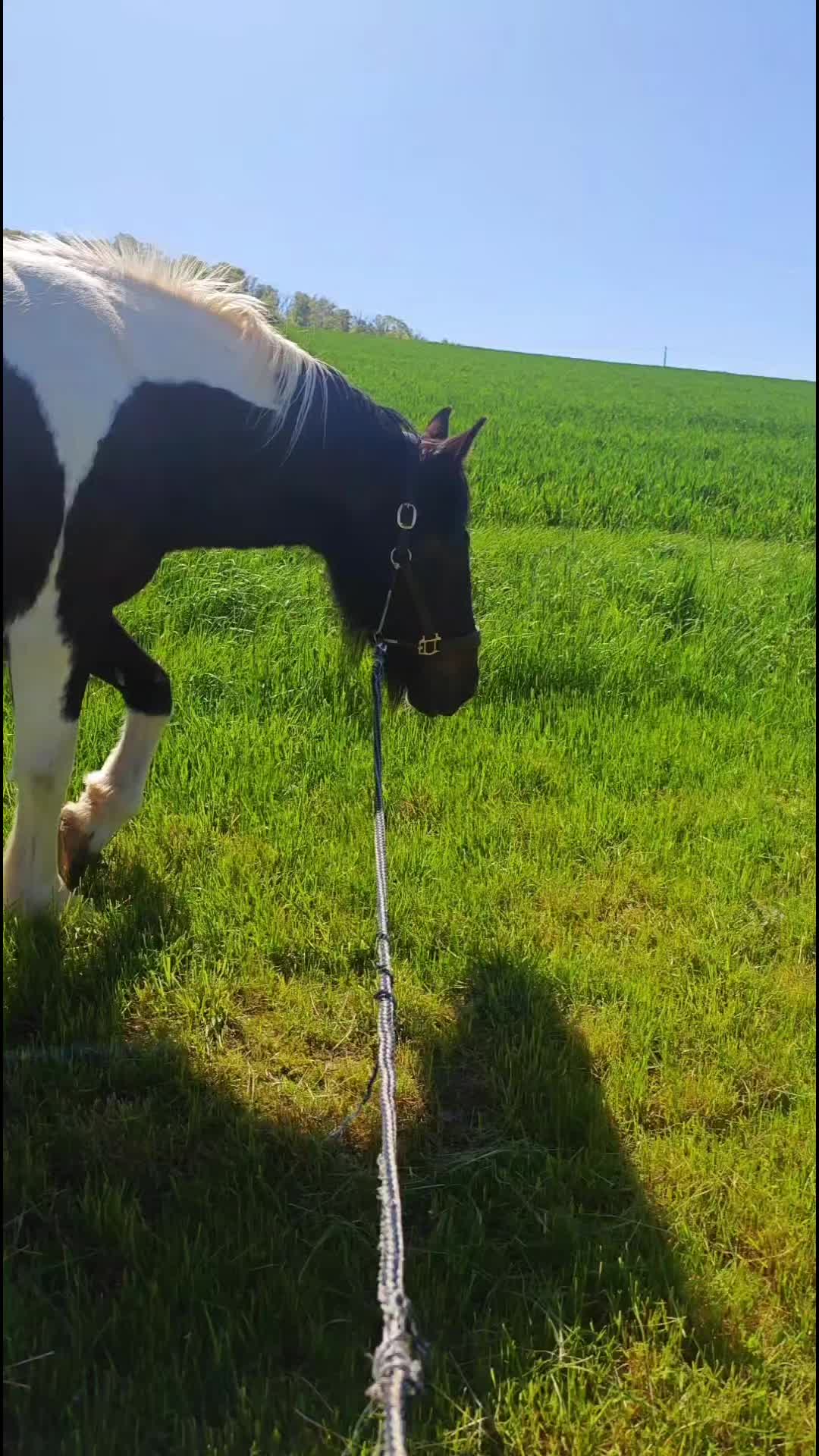 @horses for live