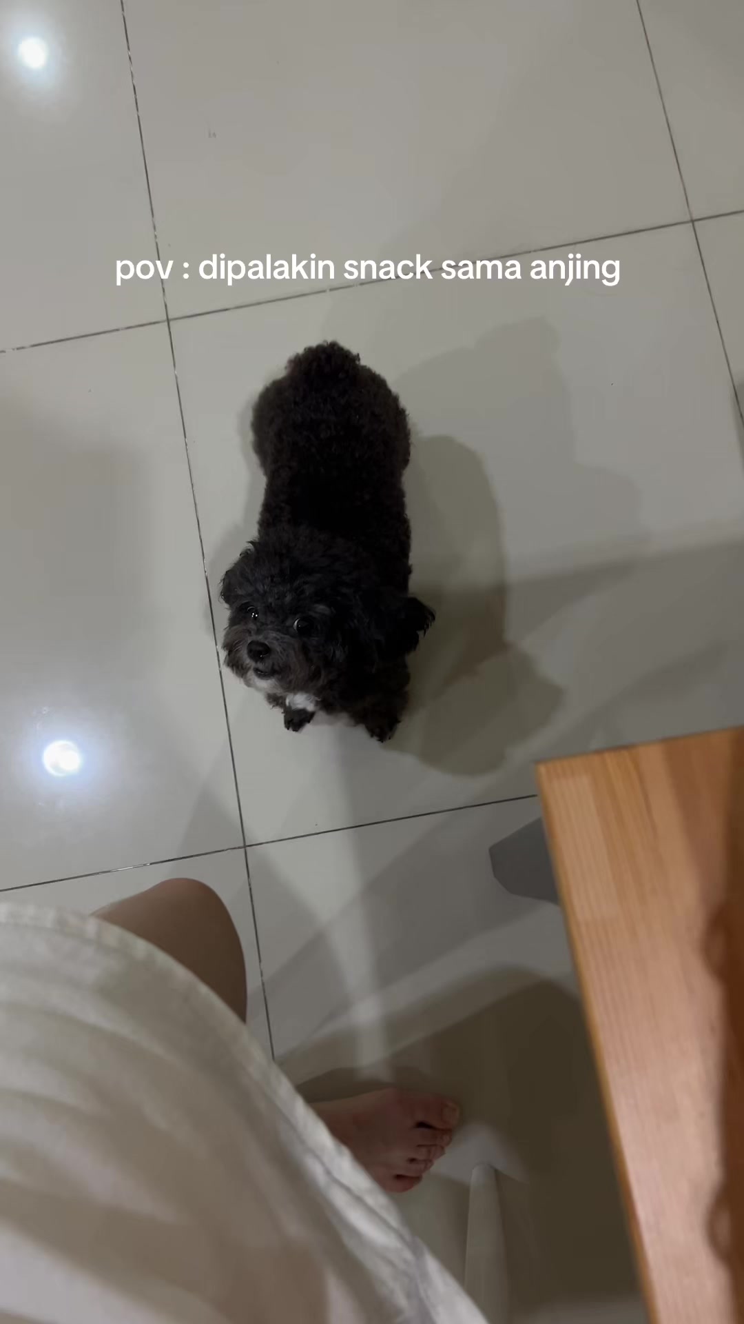 @chippi the poochon