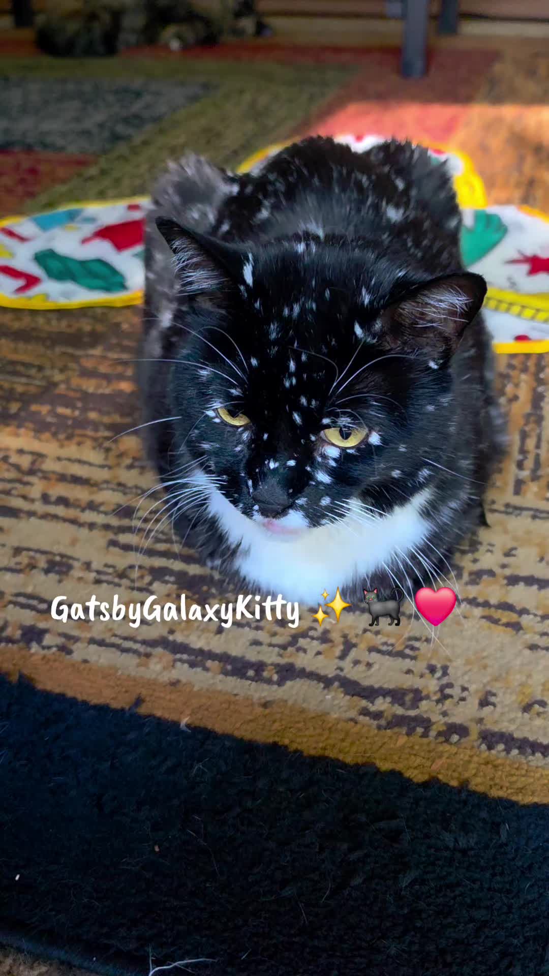 @gatsbygalaxykitty