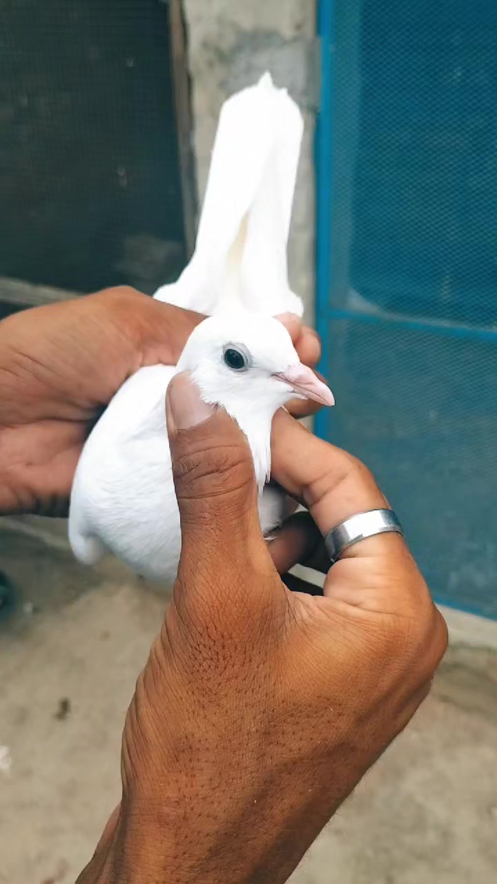 @Rao Farooq