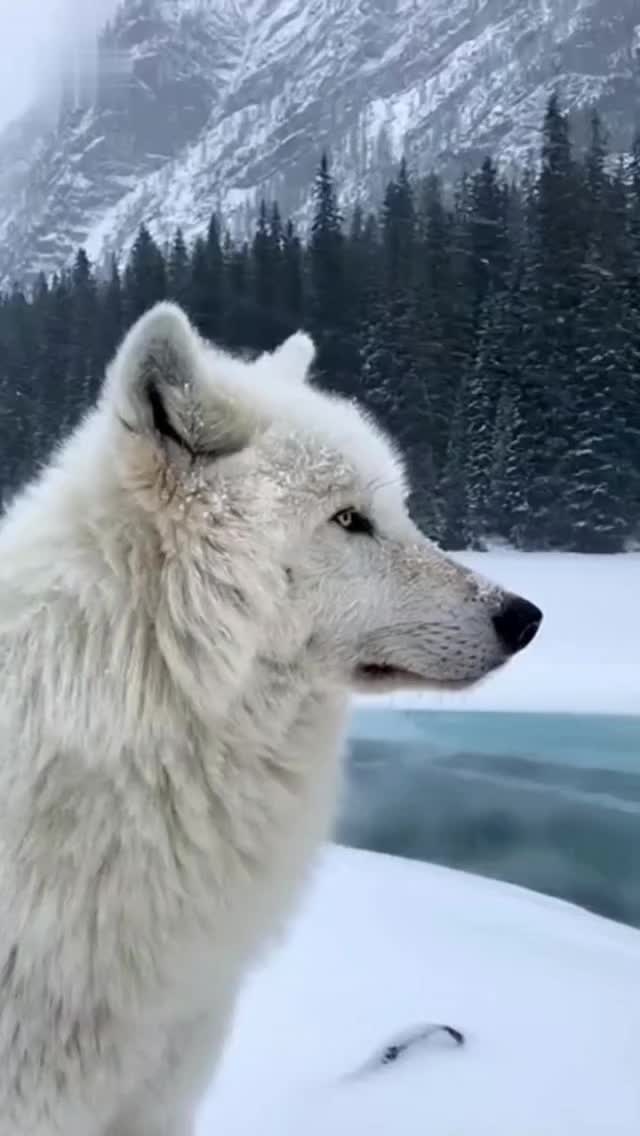 @Timberwolf2.0