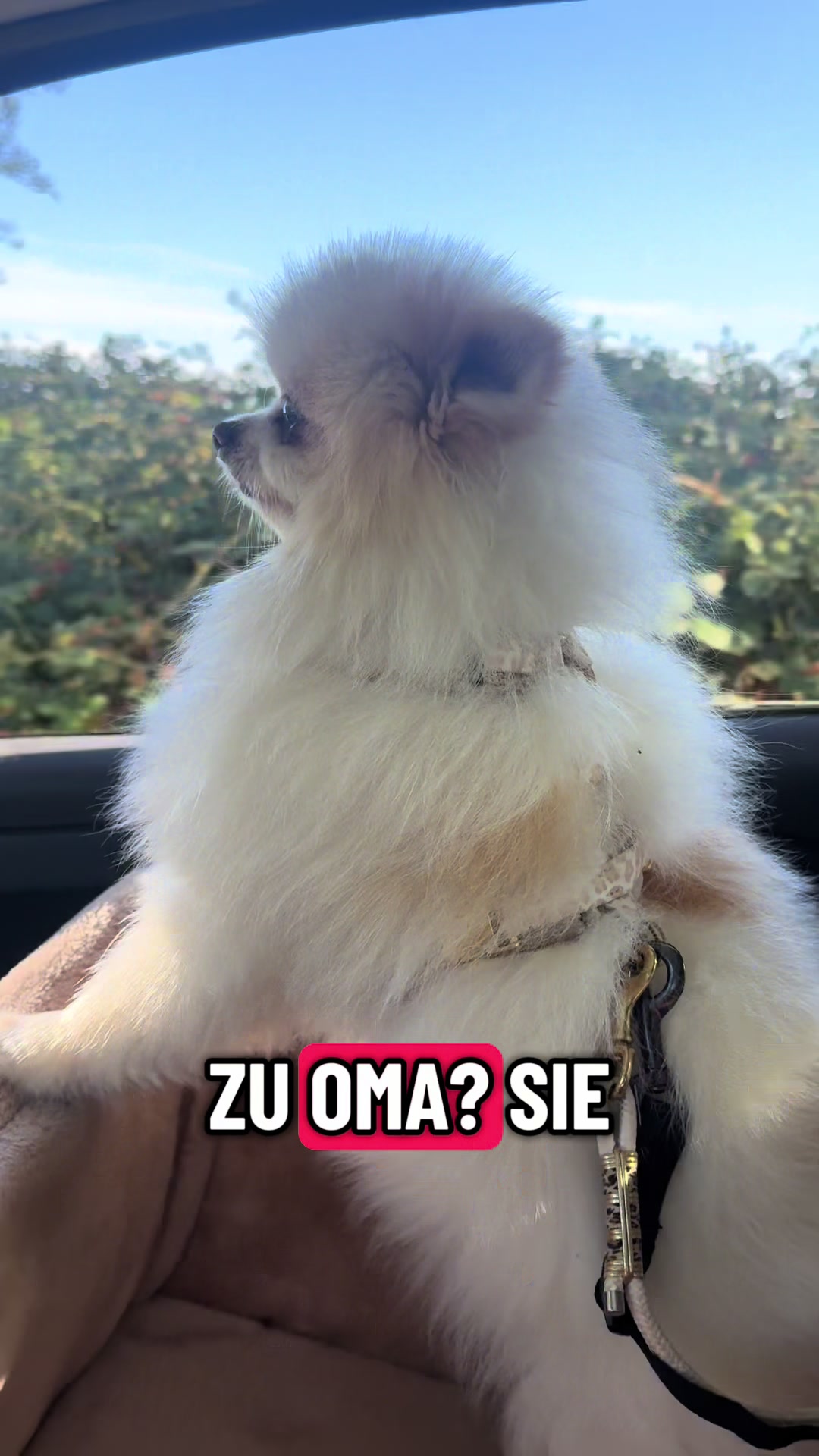 @dieKuschelpuschels🧸✨🩷