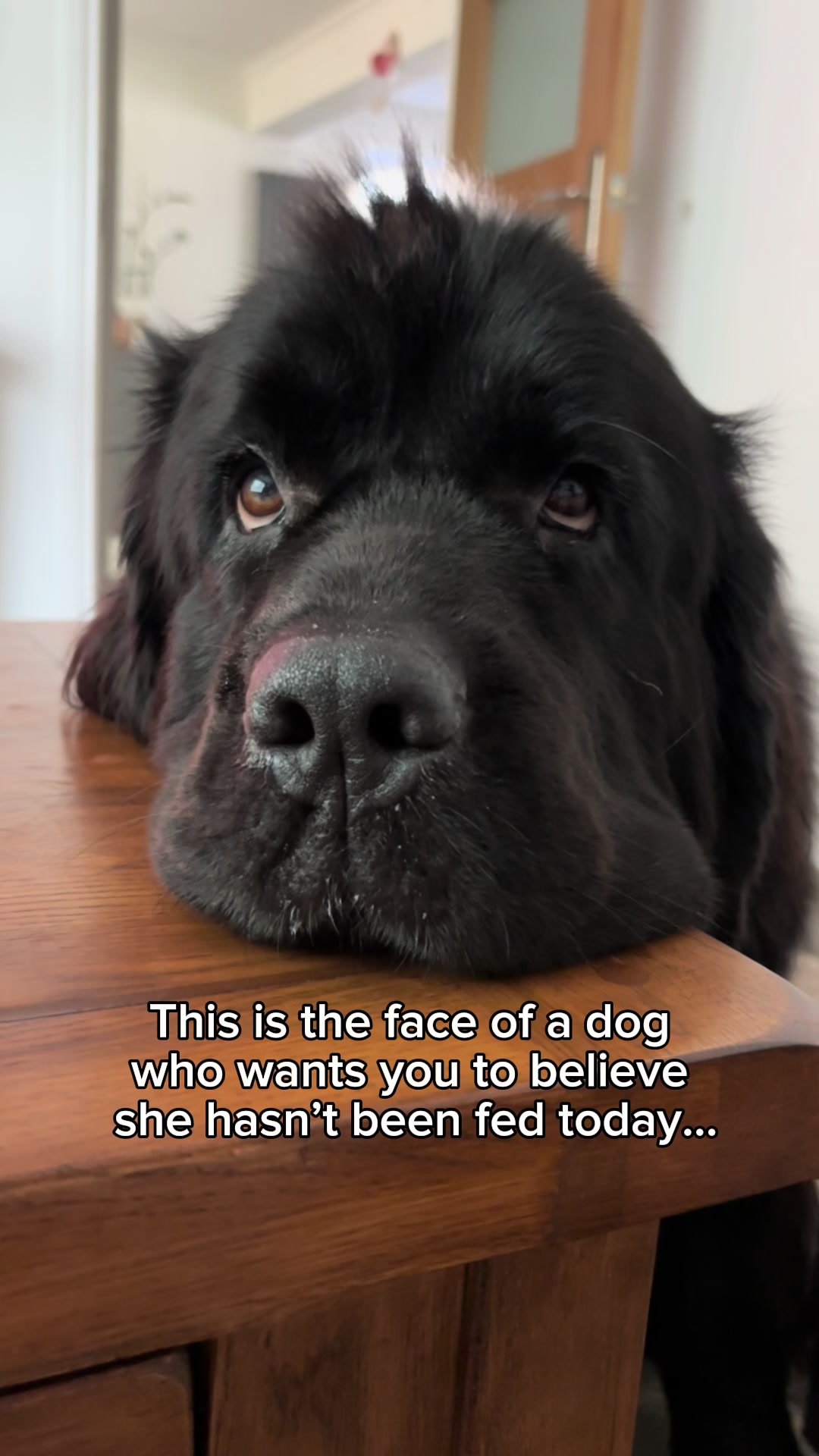 @Newfypups