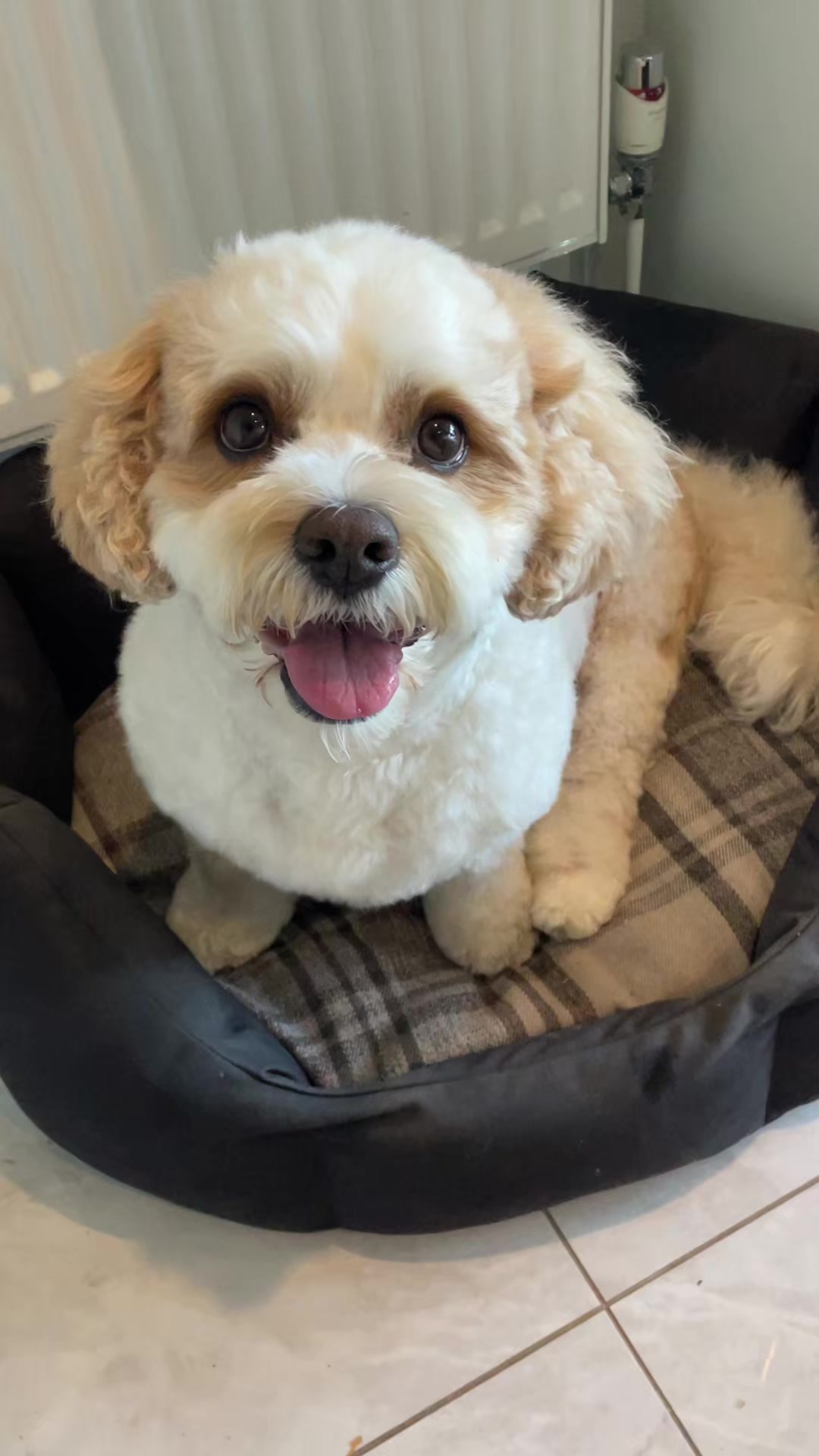 @My Cavachon