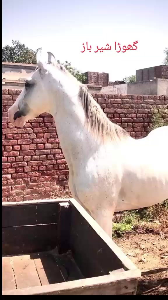 @احمد گل نمبر دار