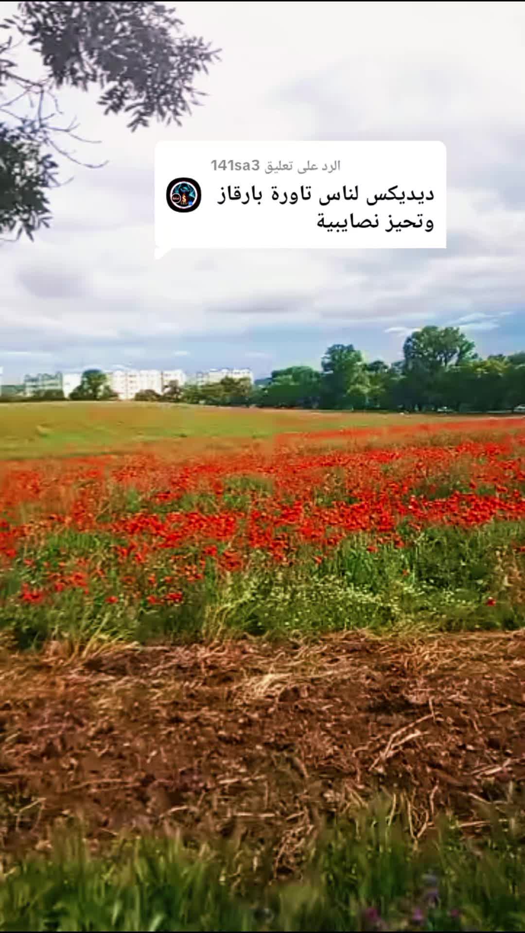 @نوارة 41