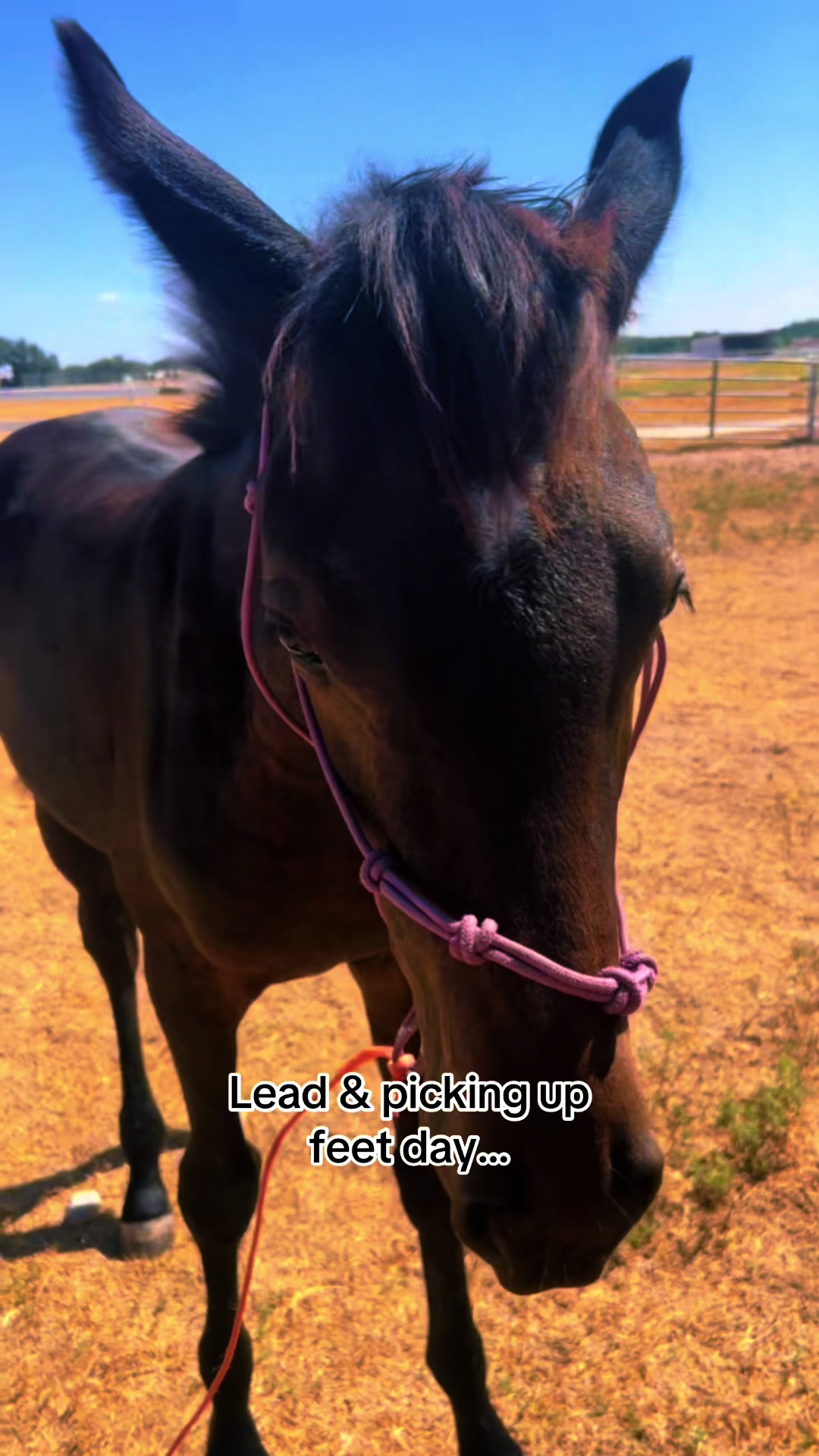 @Freedom Equestrian Center