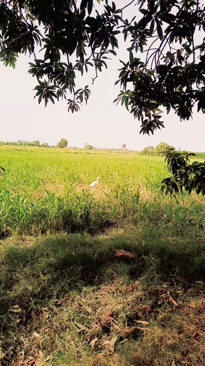 @رياض بلوچ