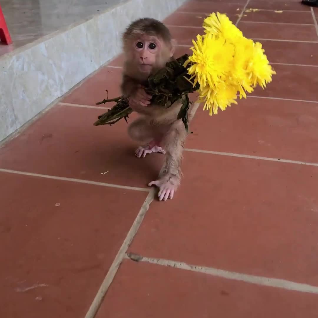 @Monkey TP