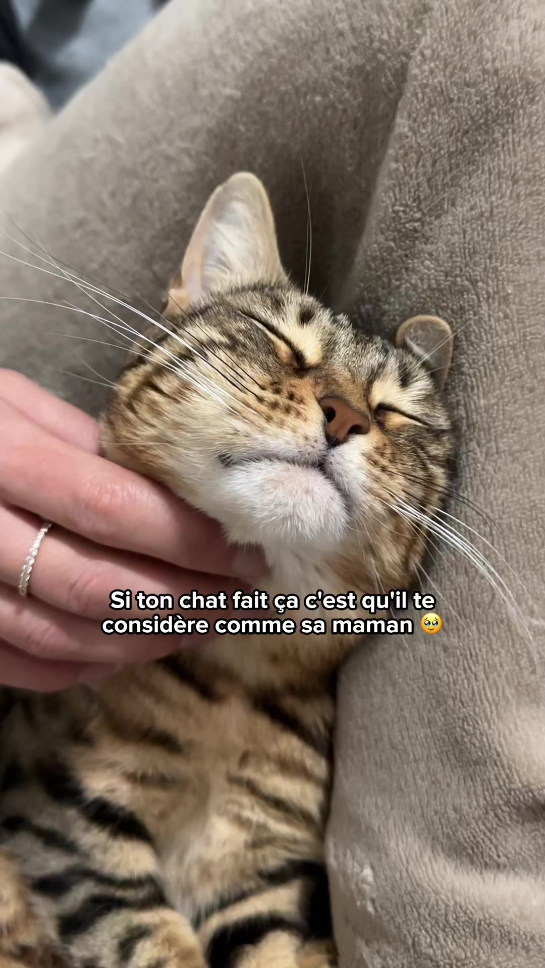 @Ricki the Bengal