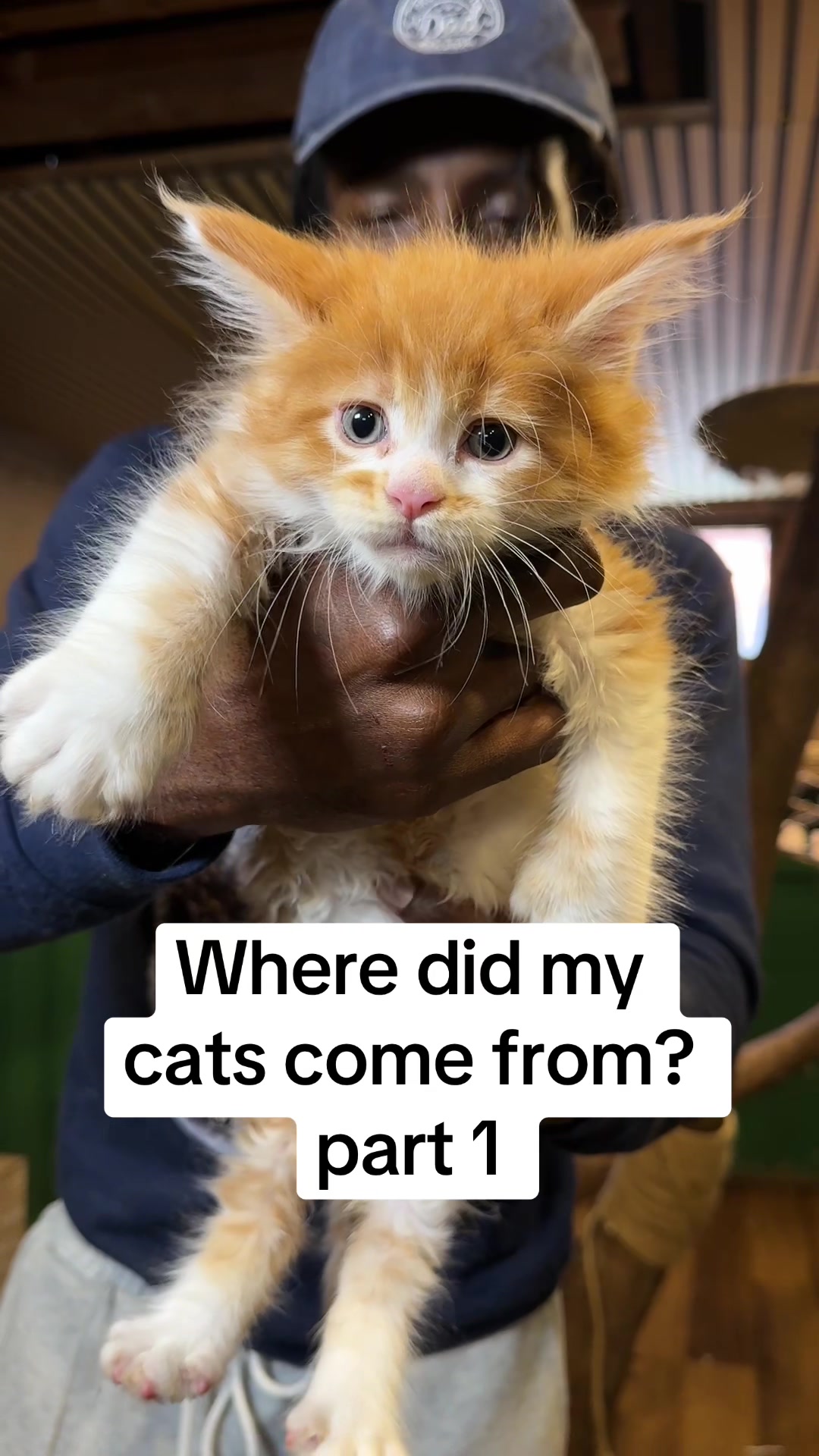 @Tycoon_Mainecoons