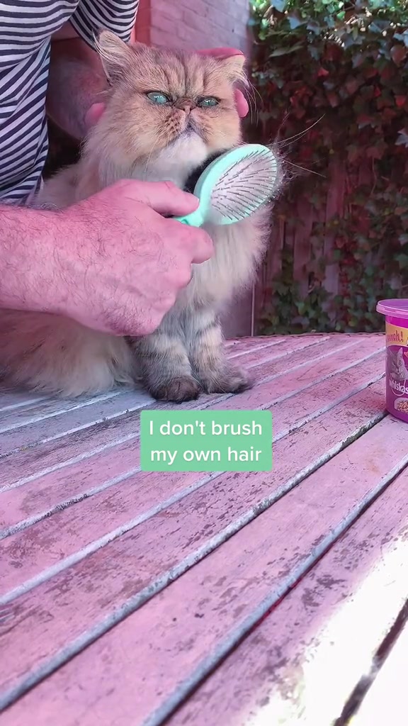 @Dutchkittycat