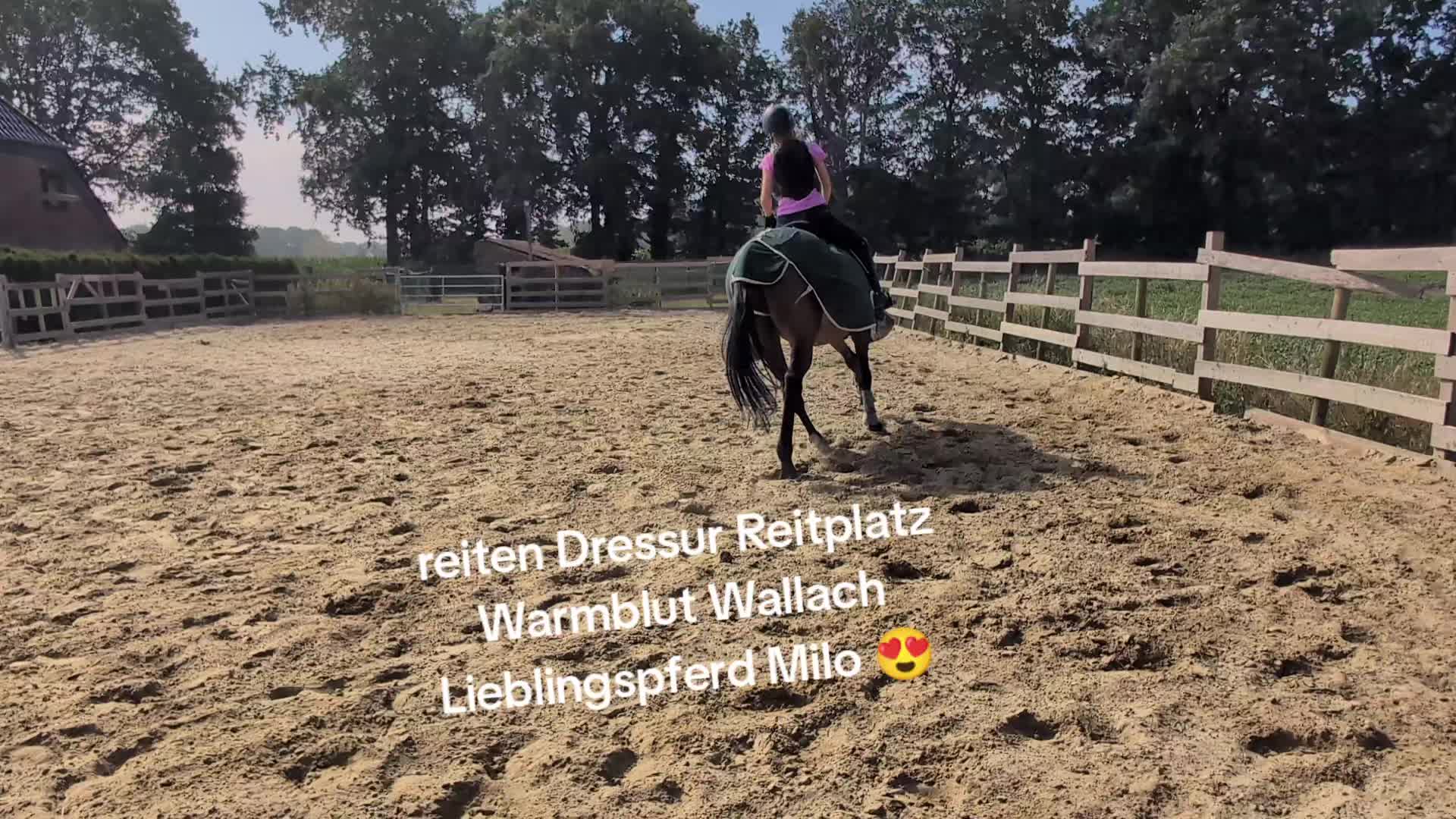 @Steffis_horse_world