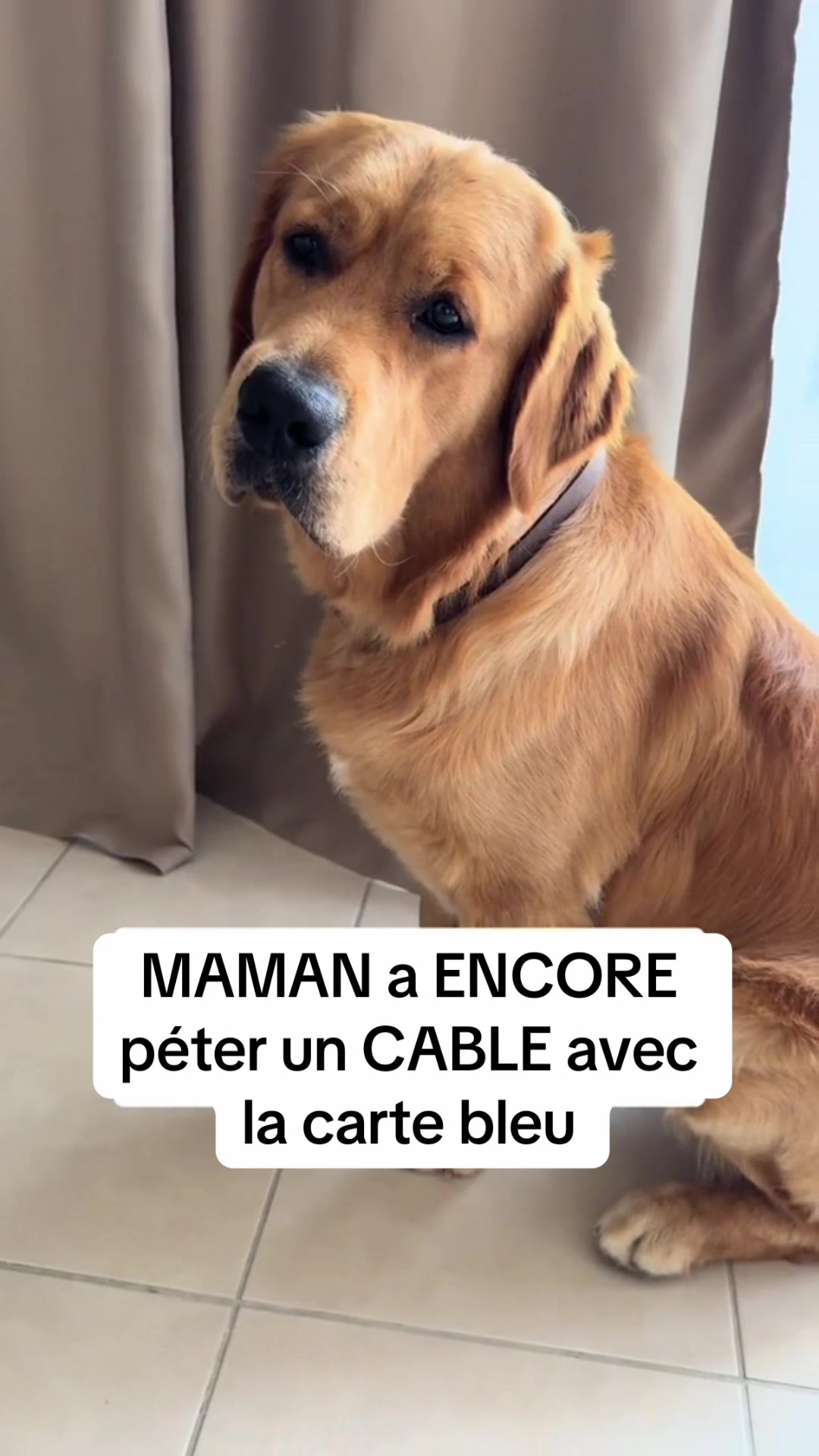 @Uggy Le Golden 🐶