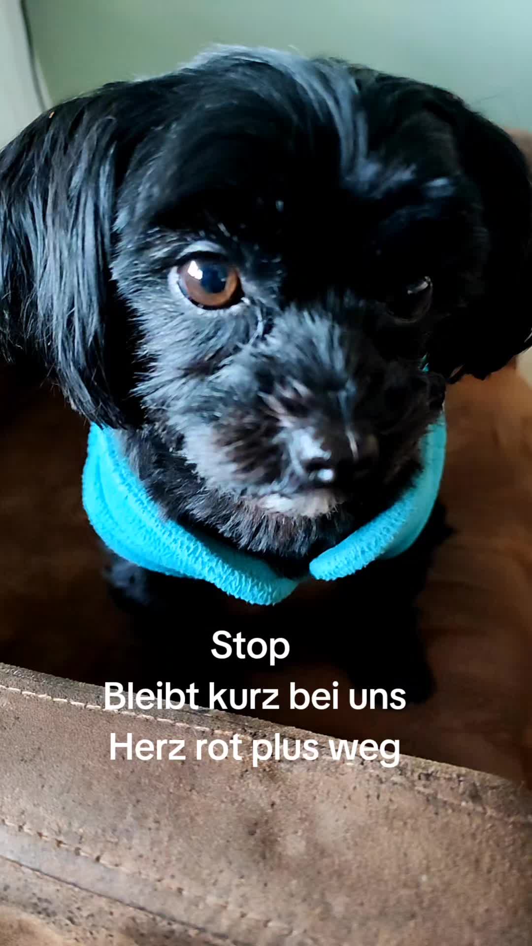 @P&ouml;ppi