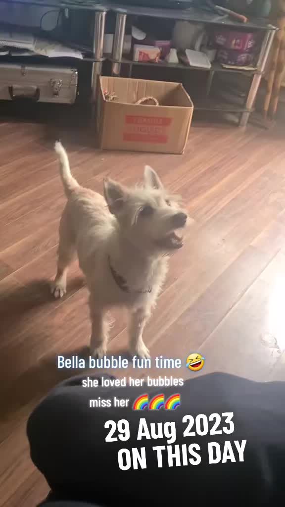 @claire🌈BellaBertErnie💙T&D