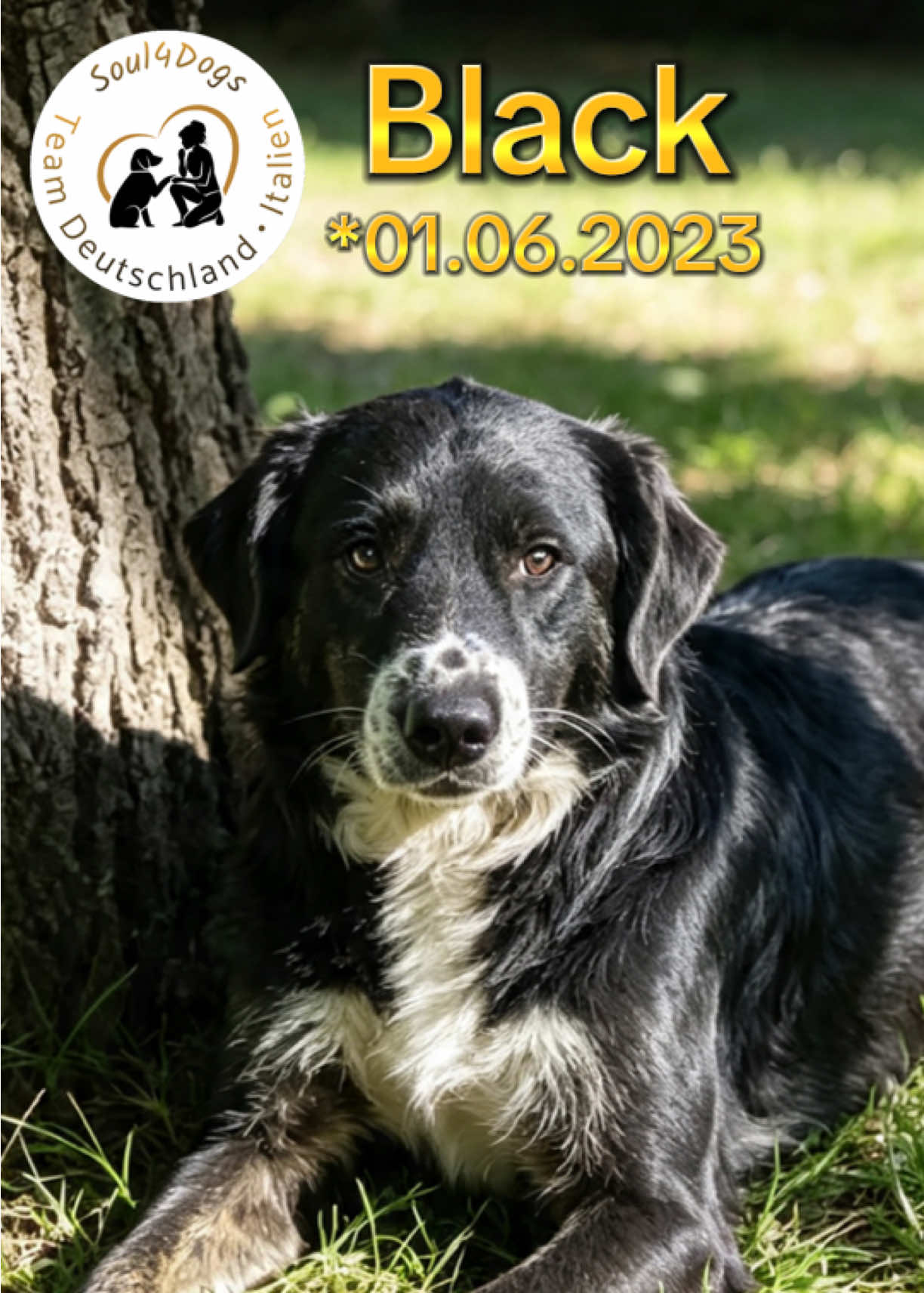 @soul4dogs