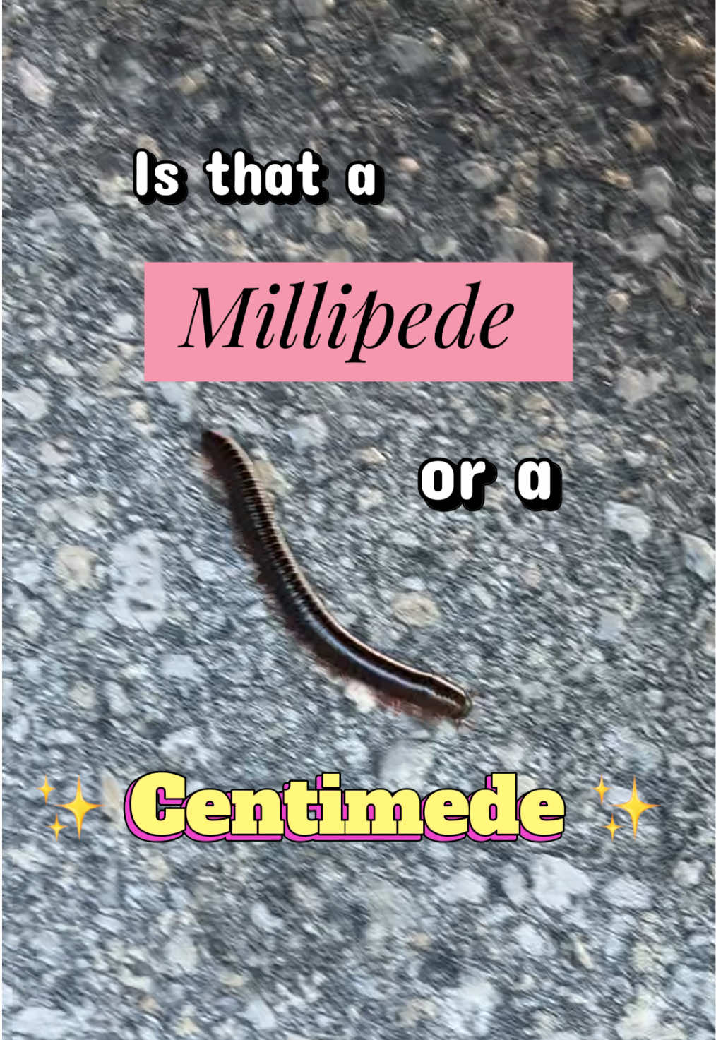@Venusmoonpie
