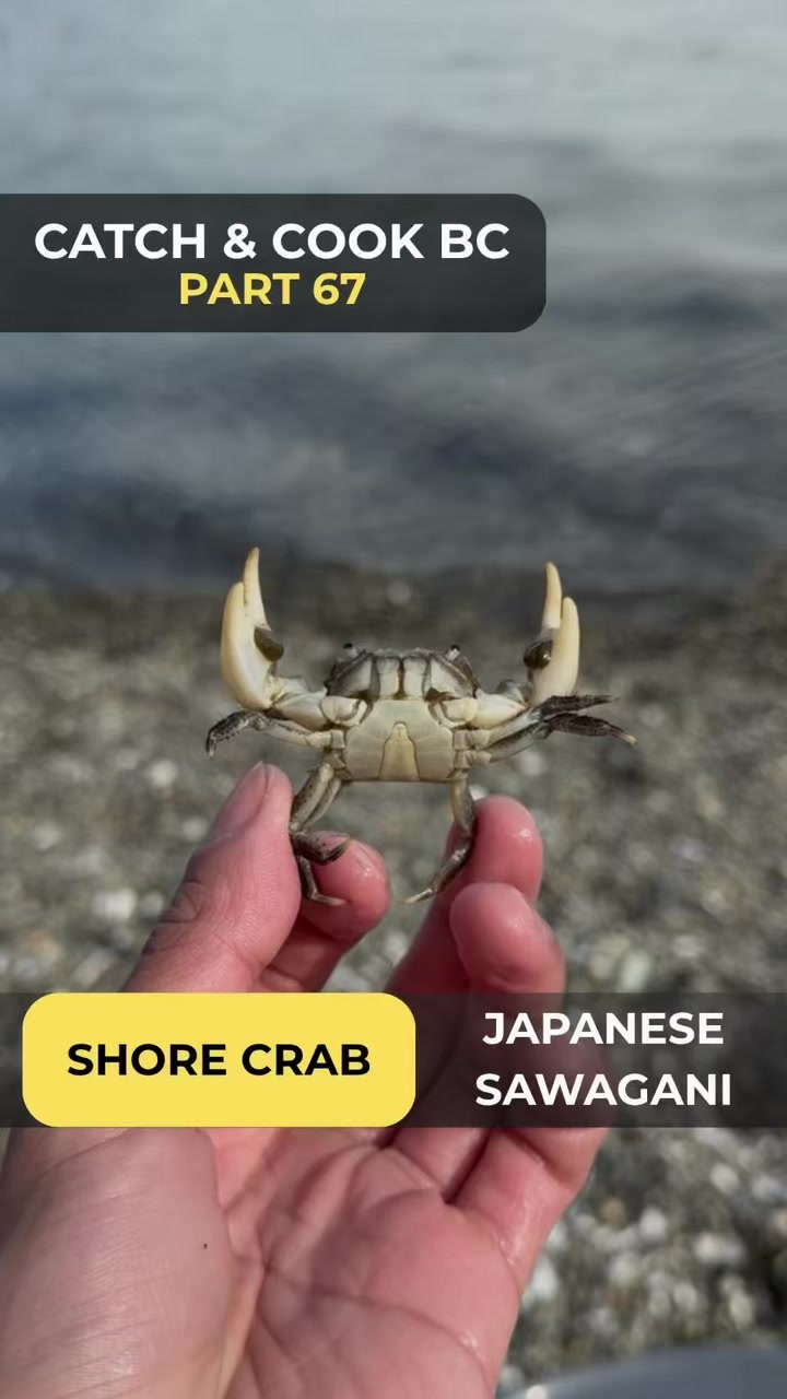 @JP