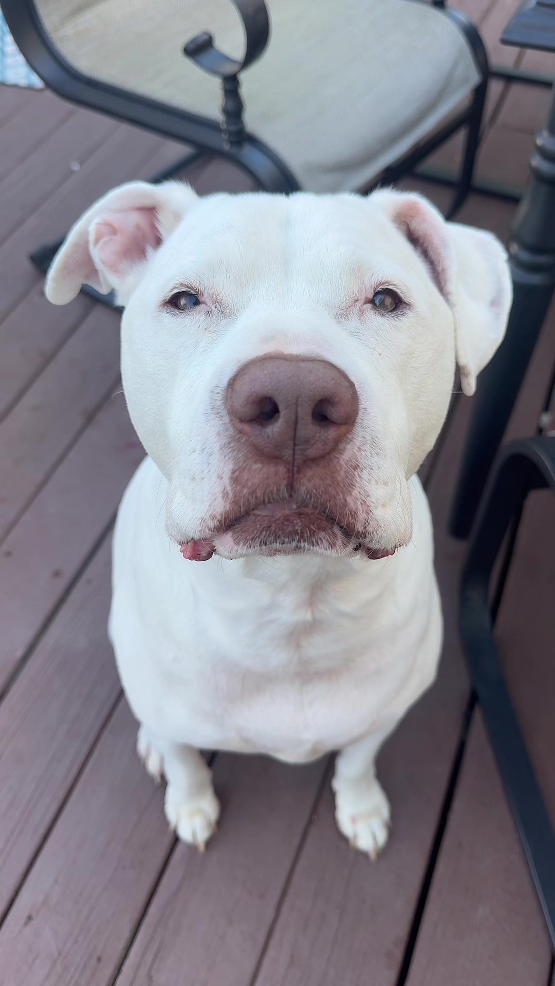 @DIOJI.the.DOG