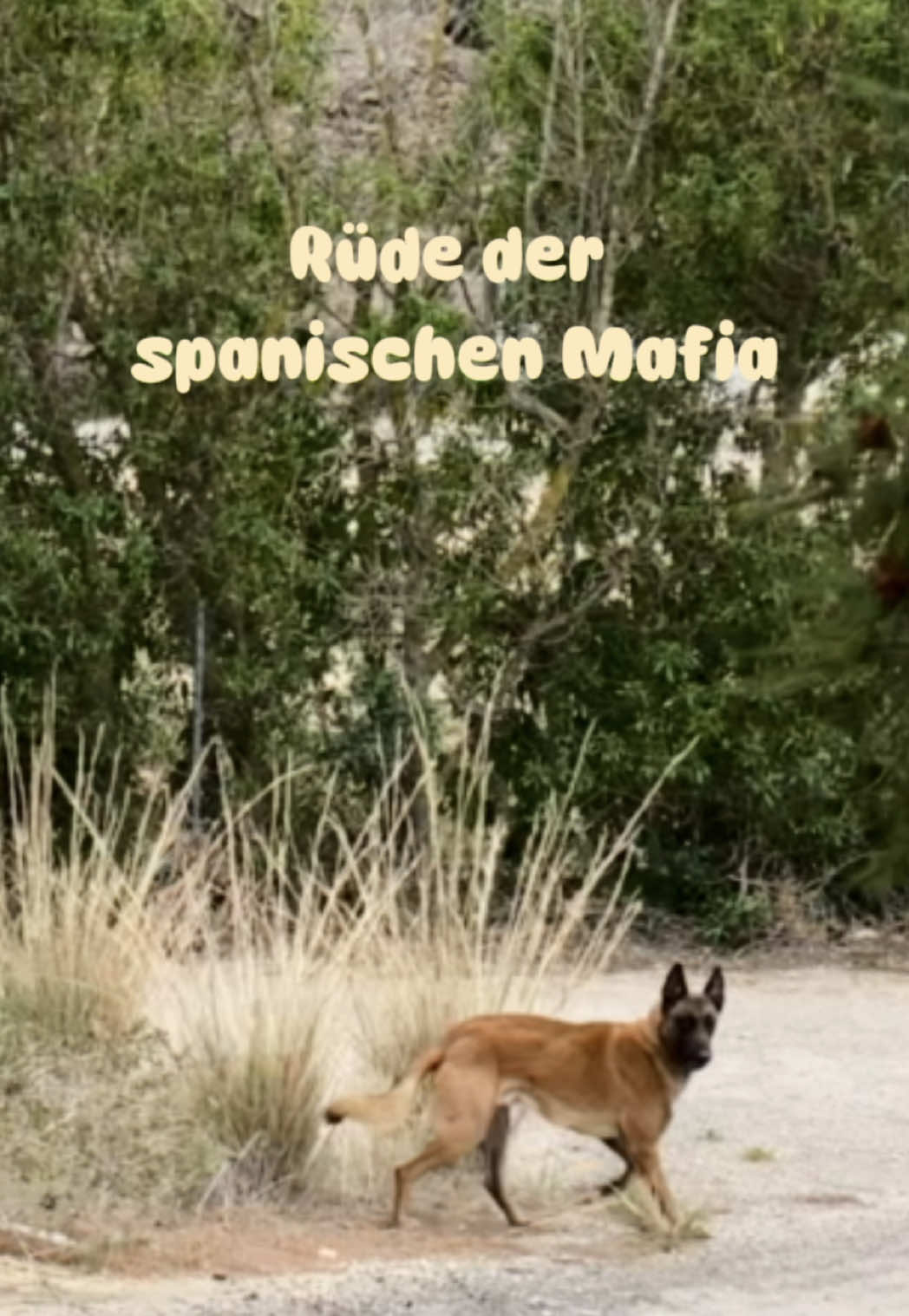 @arcadogsandayleen
