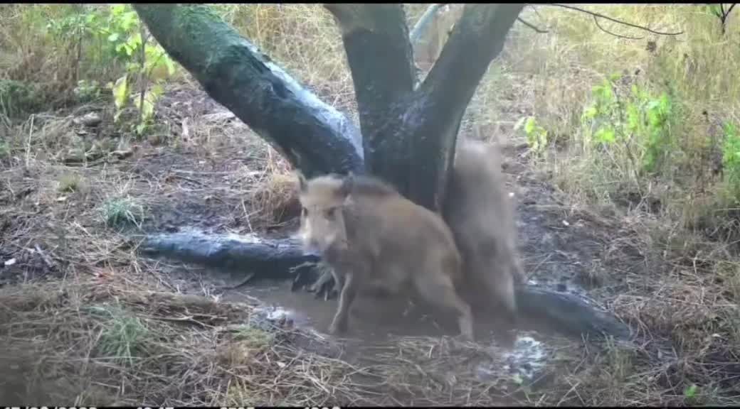 @il cinghiale di tiktok