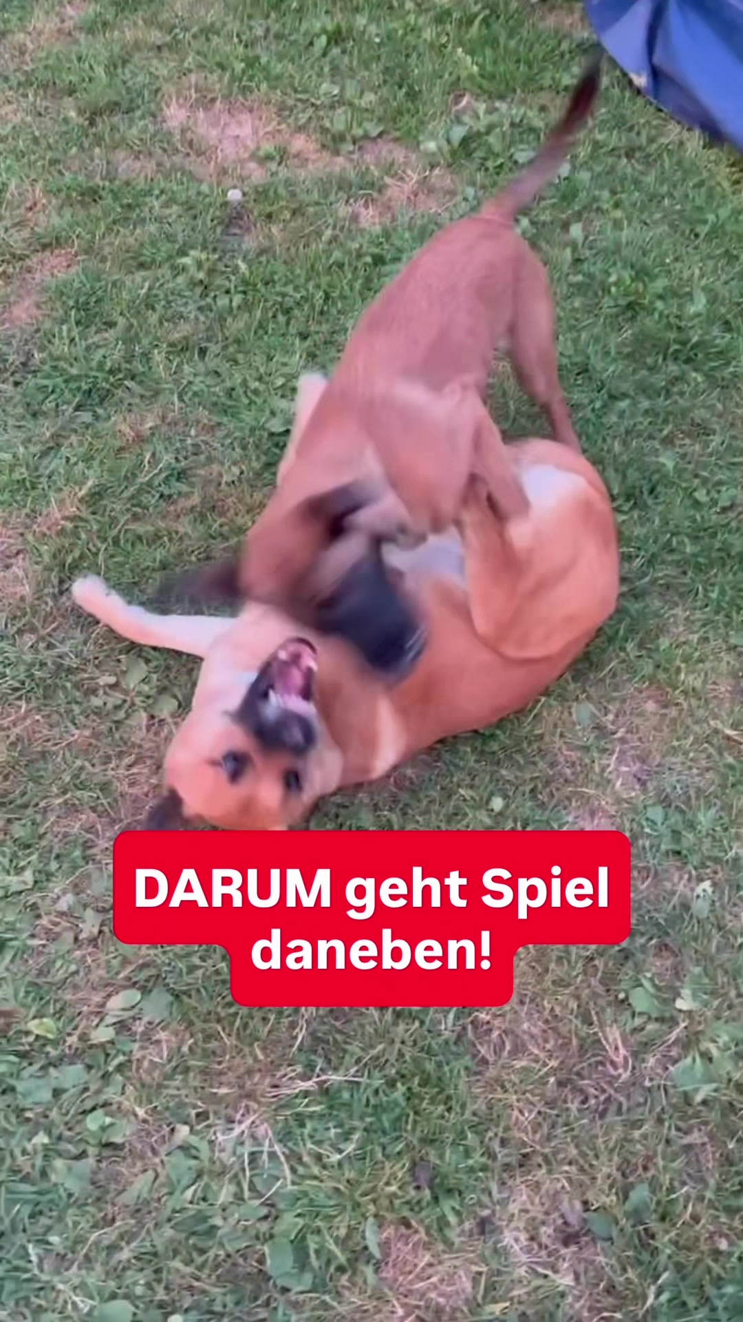 @INSAbenteuerHund