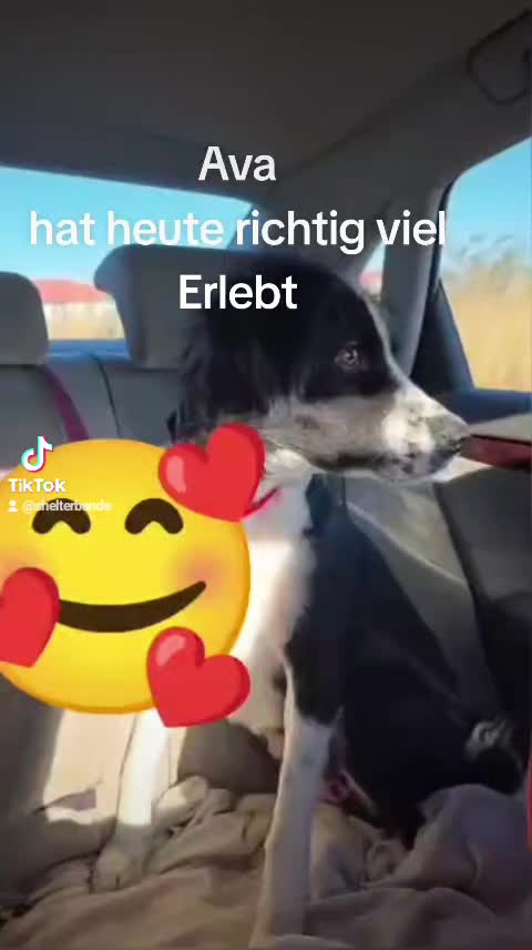 @ShelterBande