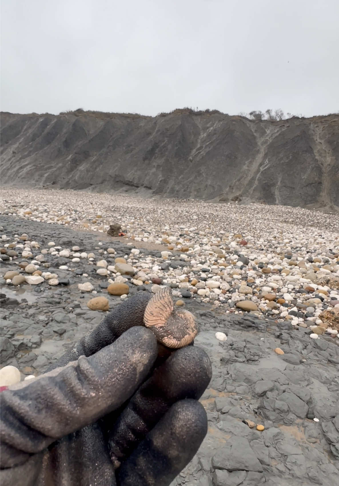 @yorkshire.fossils