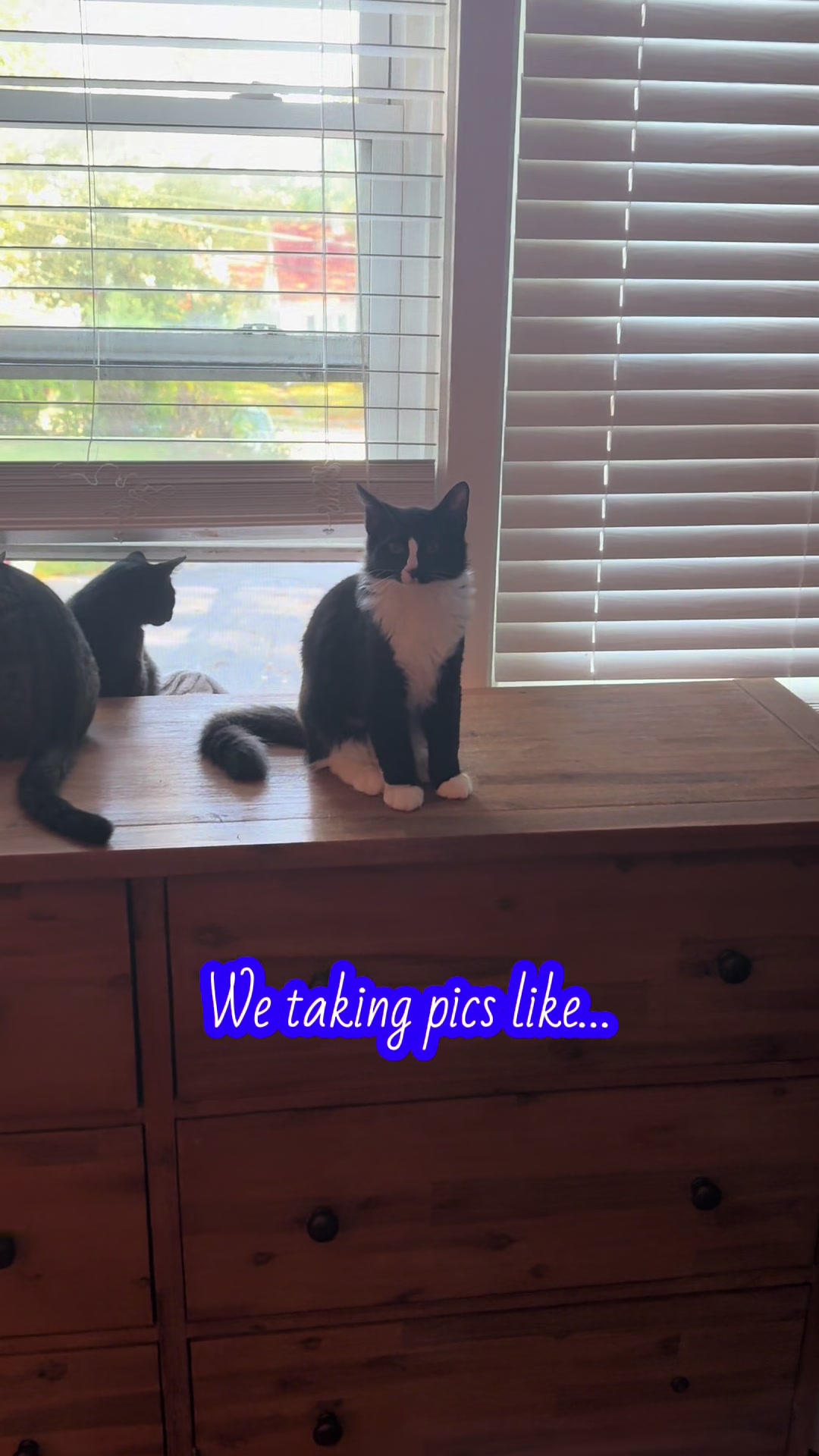 @TailsandWhiskersCo