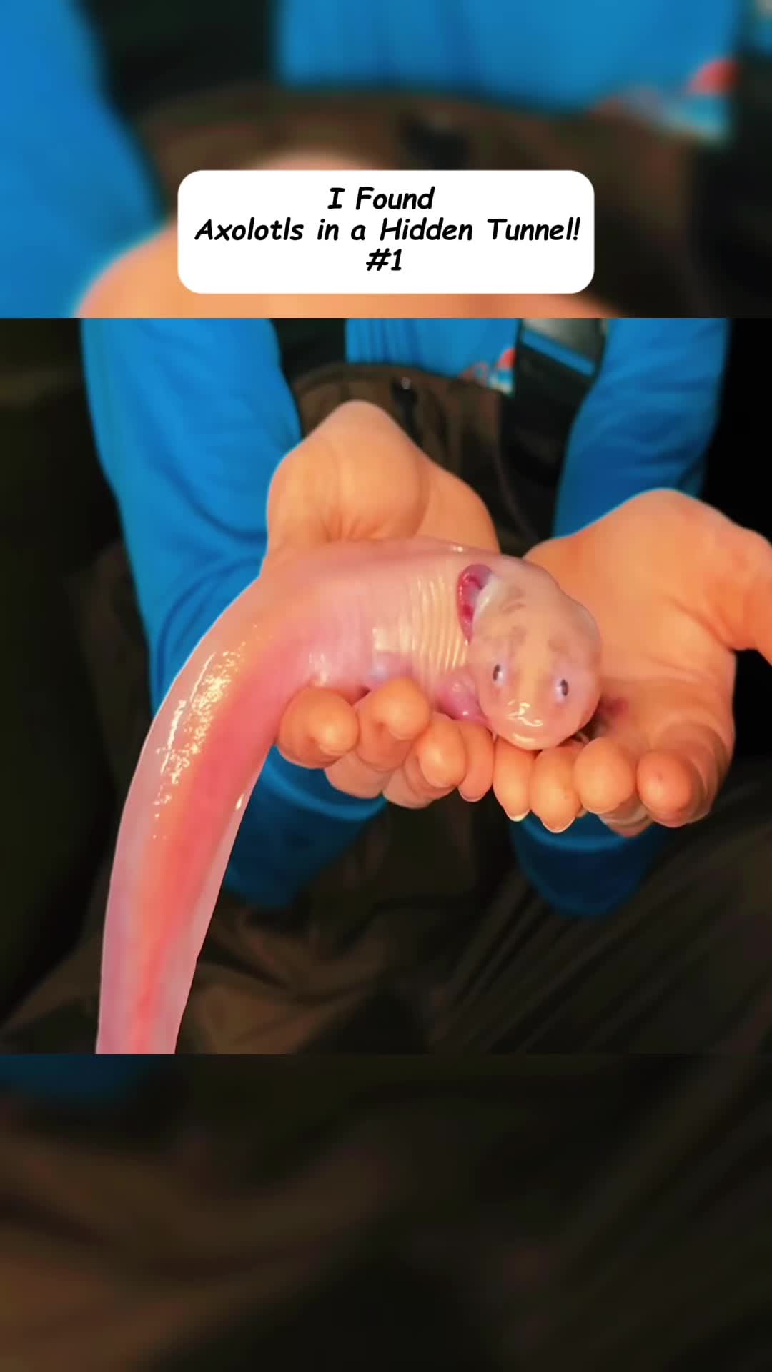 @Cute animals