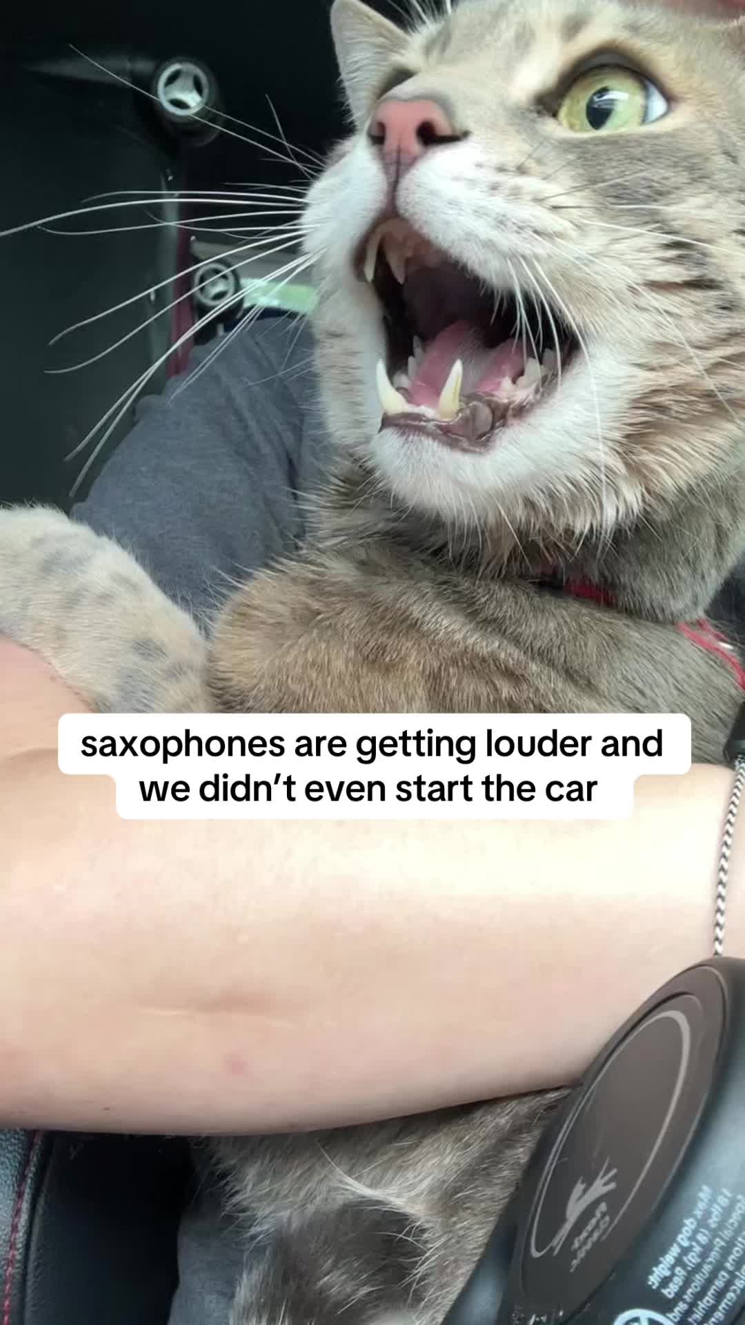 @Mochi the Bengal