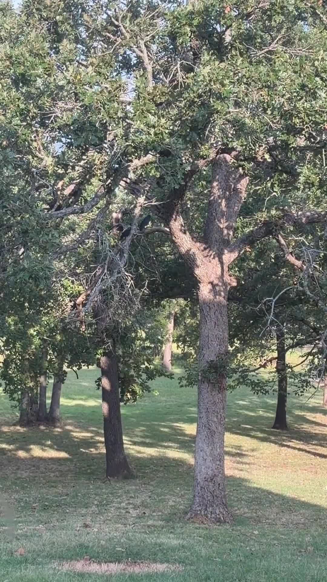 @Dogmansshadow