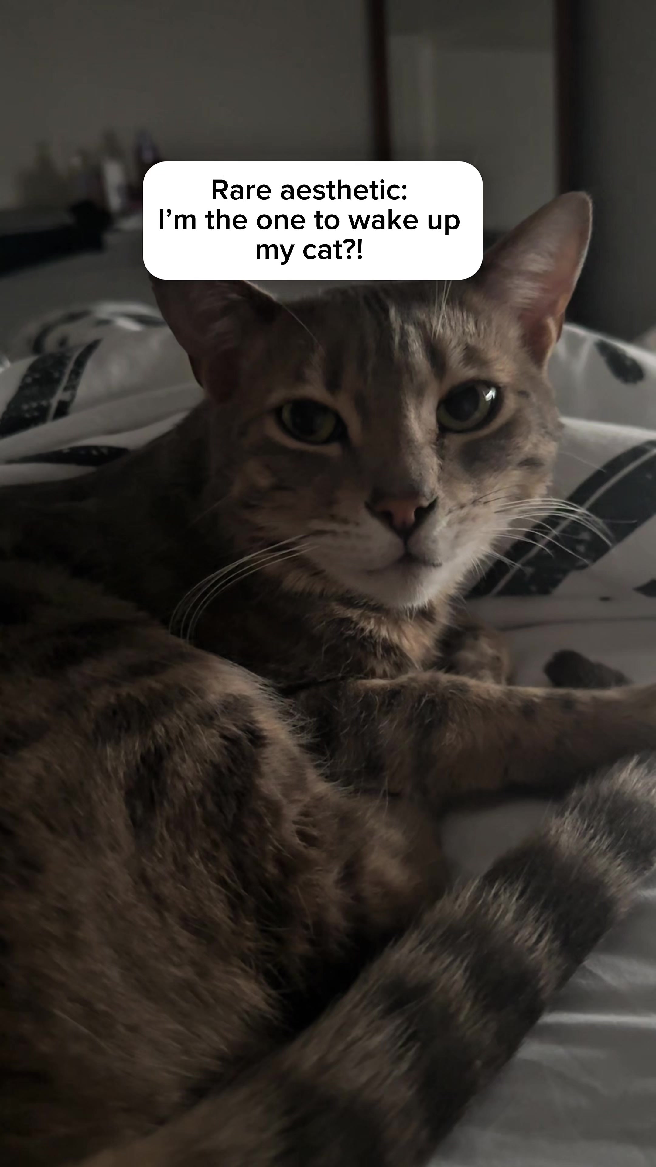 @Mochi the Bengal
