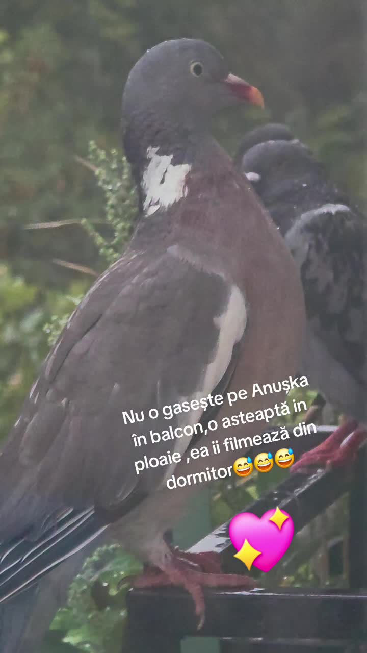 @🇩🇪🦉🖤Anușka🖤🦉🇷🇴