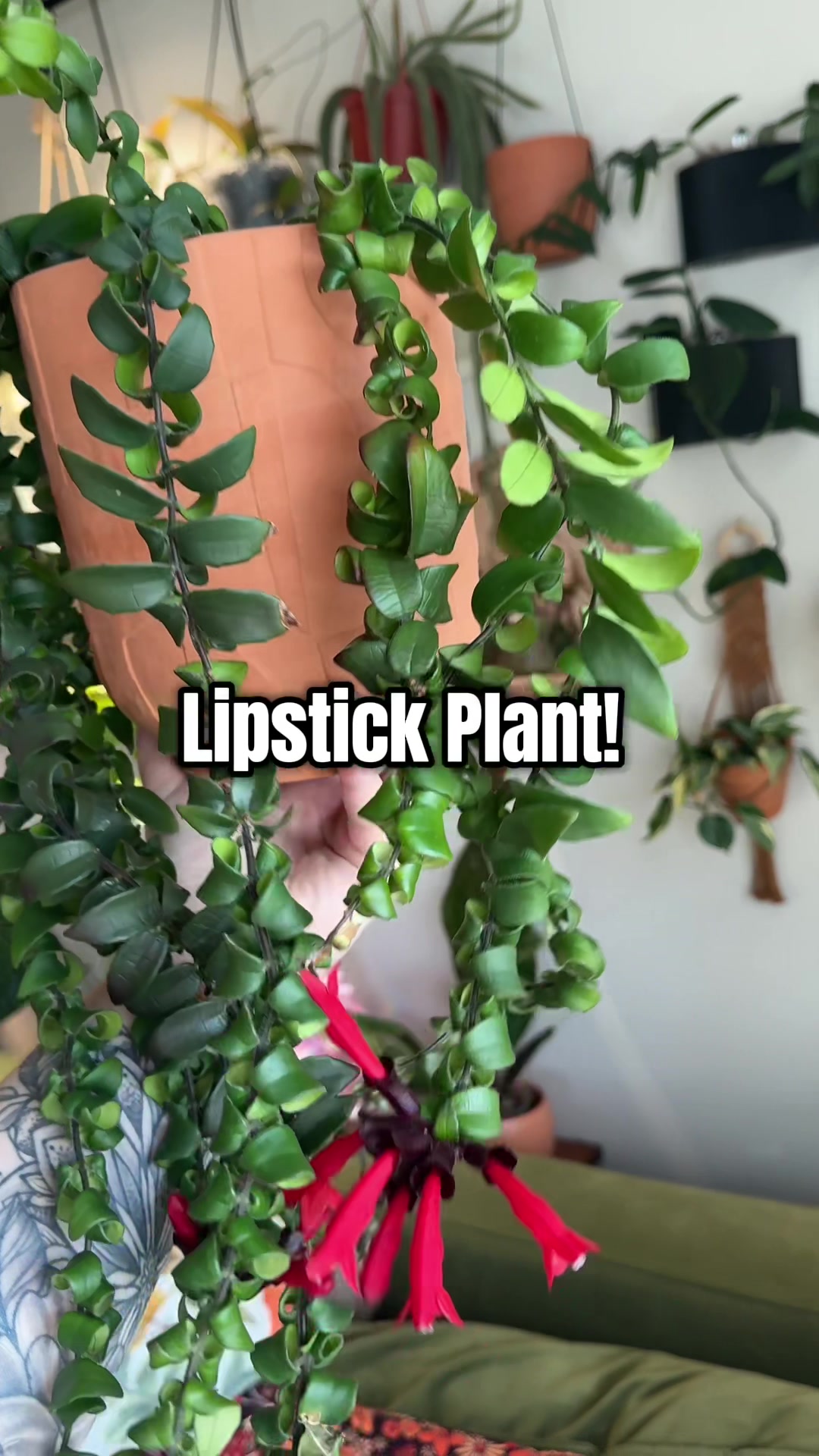 @Ness Rose | Plant Fanatic ✨