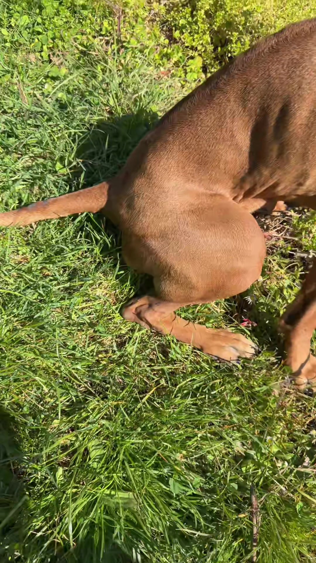 @Ridgeback Diaries