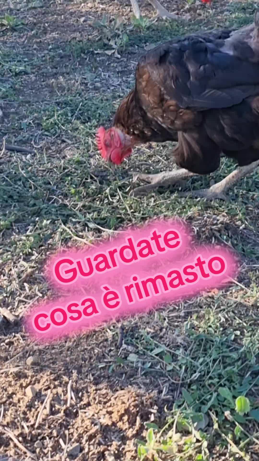 @Il leone e la gallina