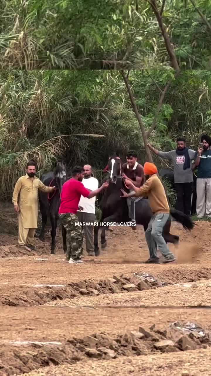 @🏇 MARWARI HORSE RACING 🏇