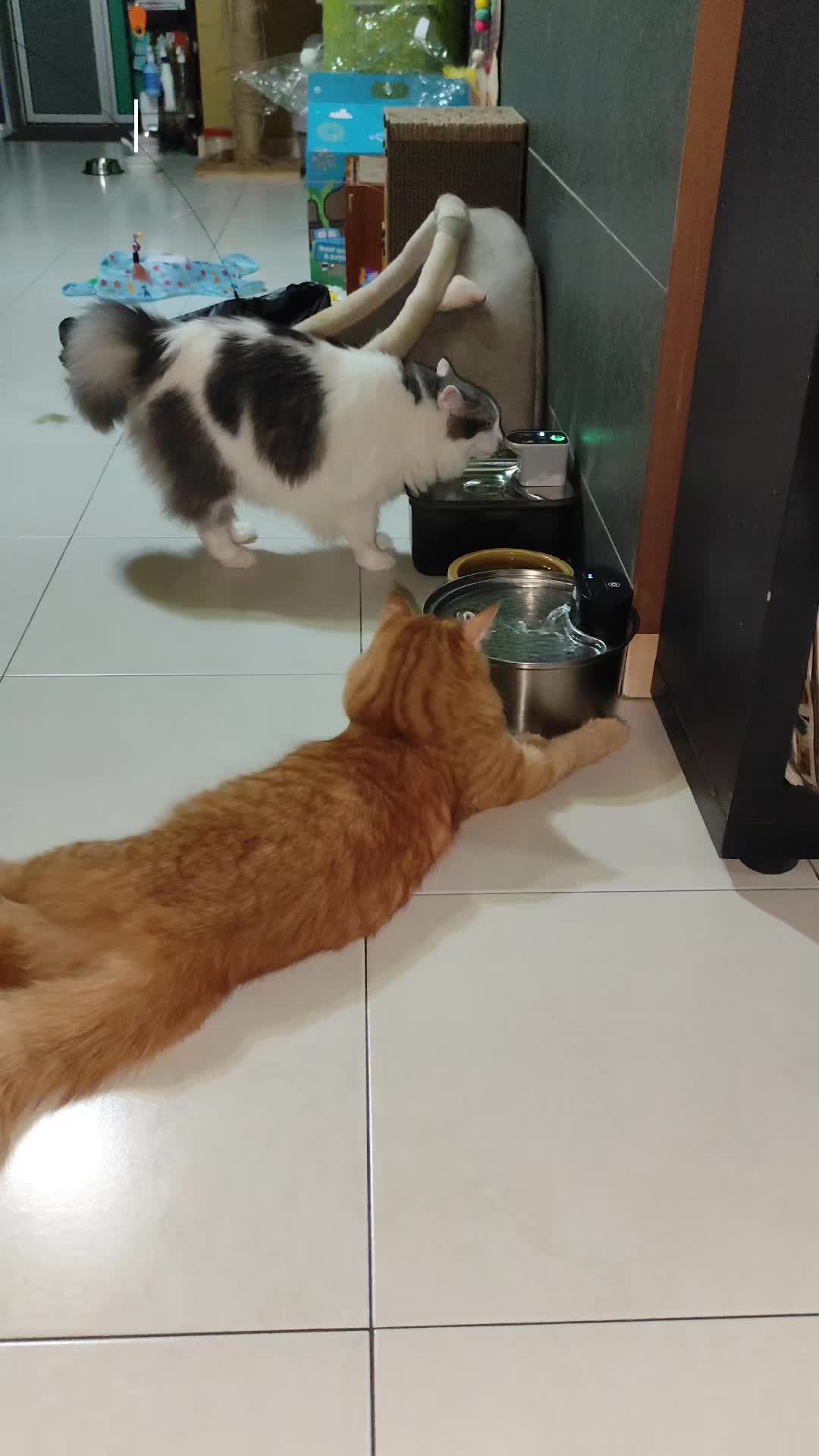 @Omma Kucing 🇲🇾🍉
