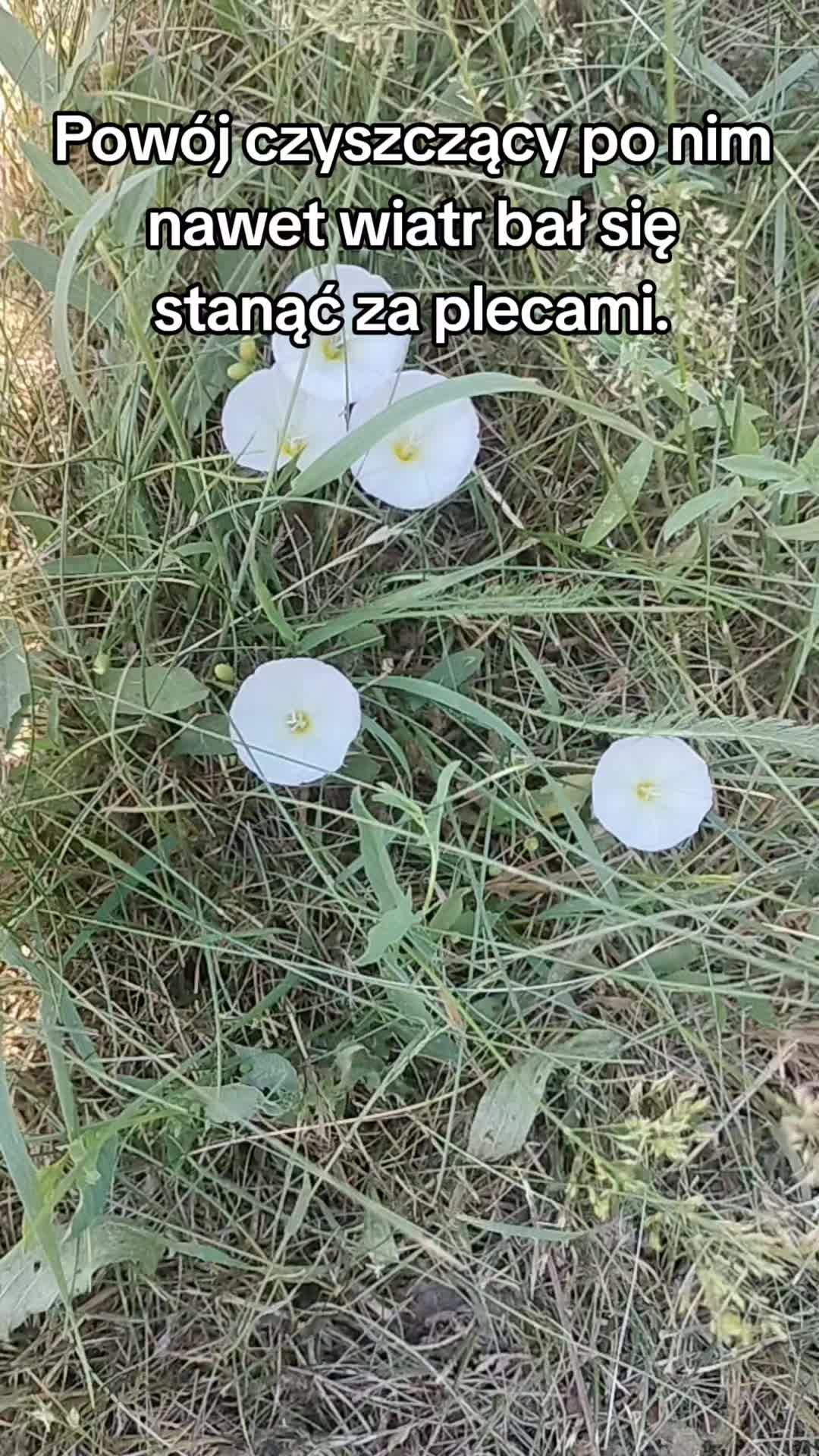 @Zielsko Szeptuchy