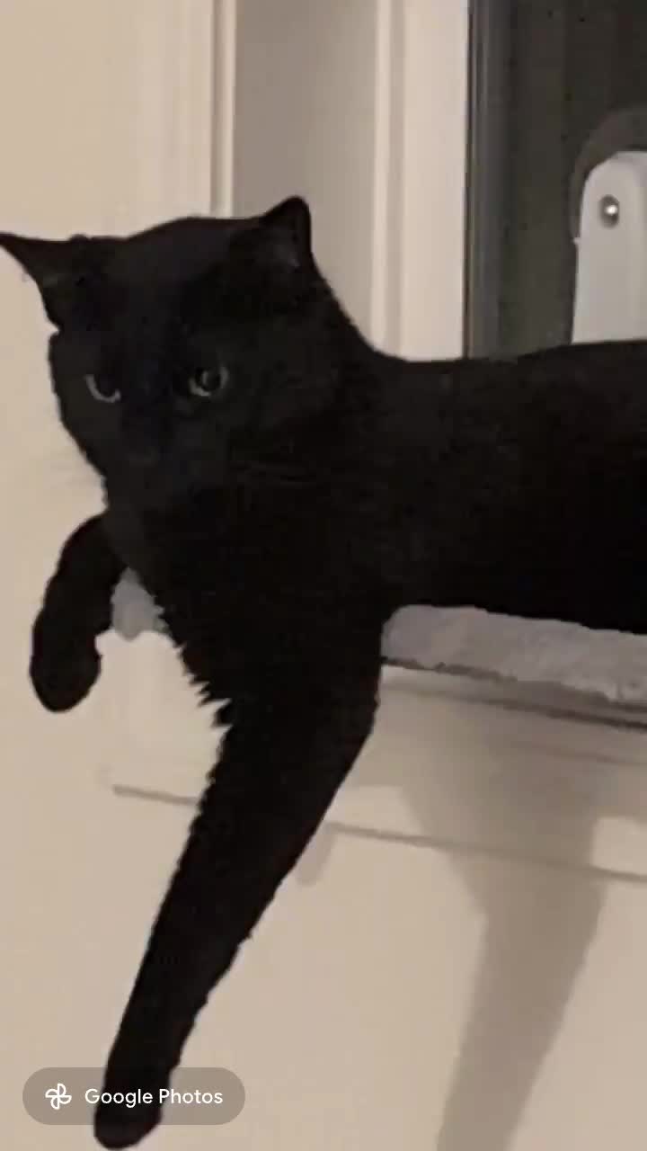 @The Ultimate Catio Life
