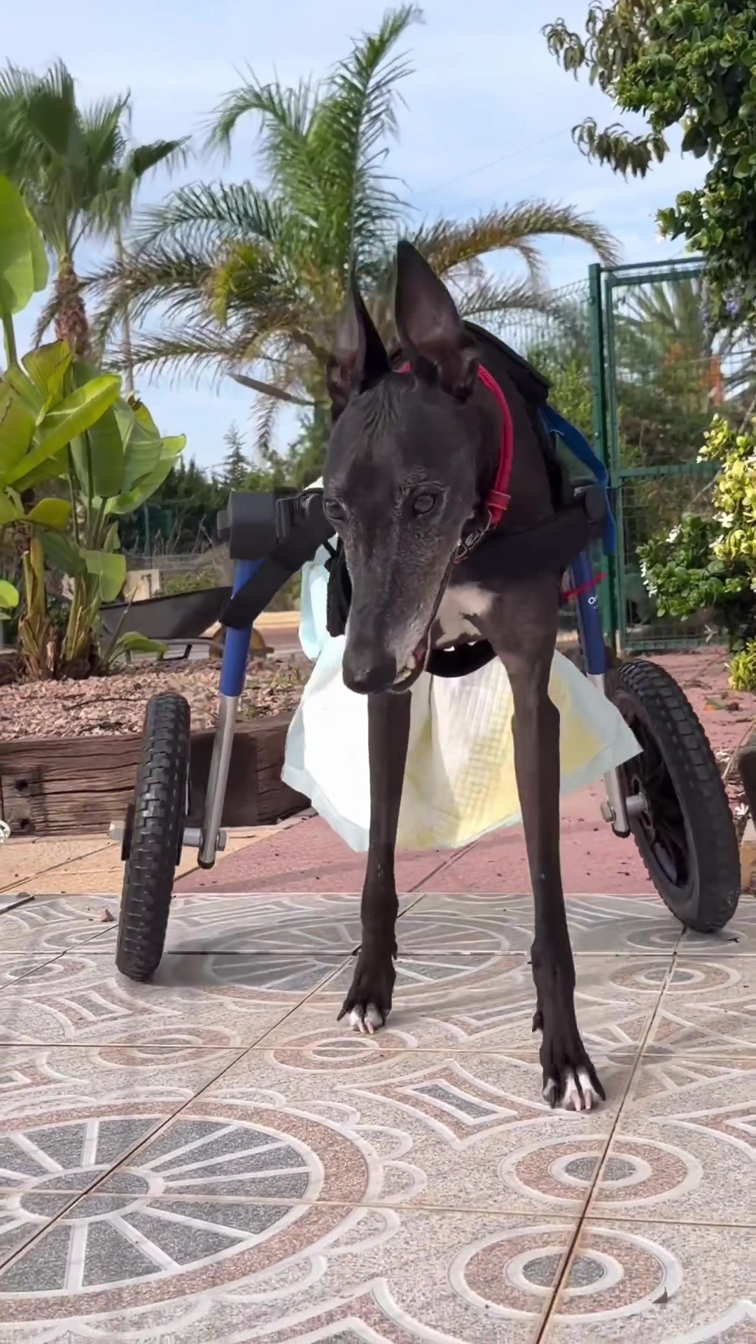 @Galgos del Sol