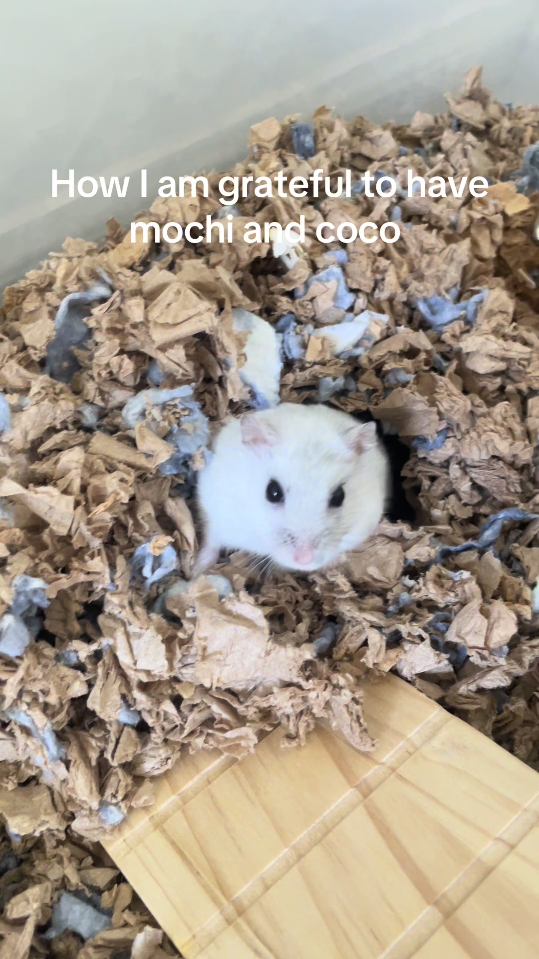@MoChi&CoCo