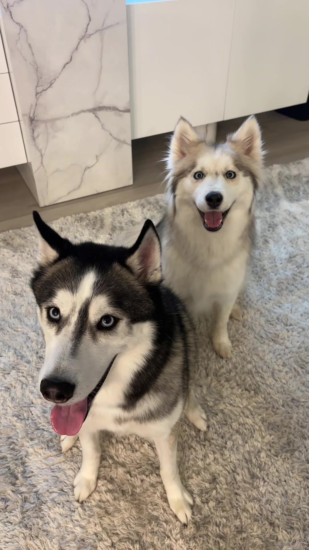 @lifewith2huskies