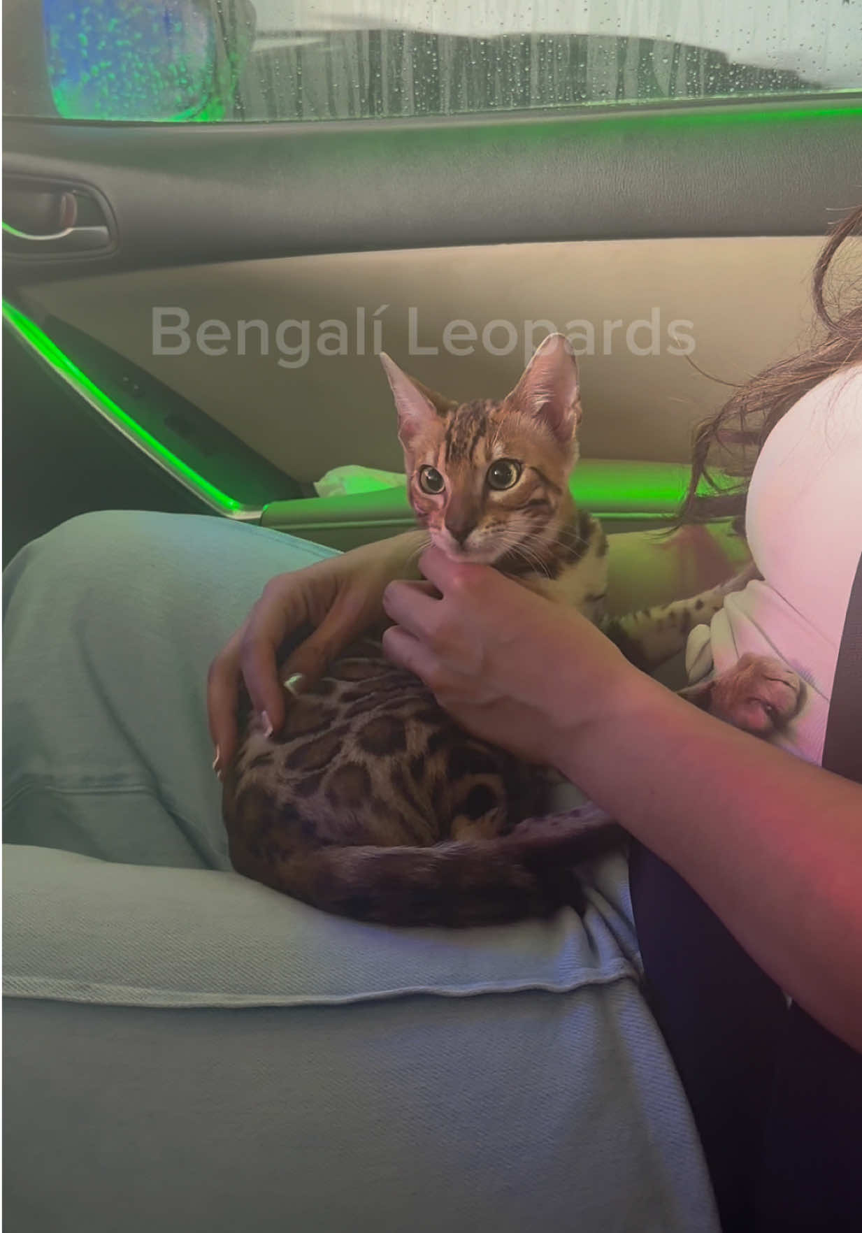 @ＢＥＮＧＡＬ&Iacute;&emsp;ＬＥＯＰＡＲＤＳ