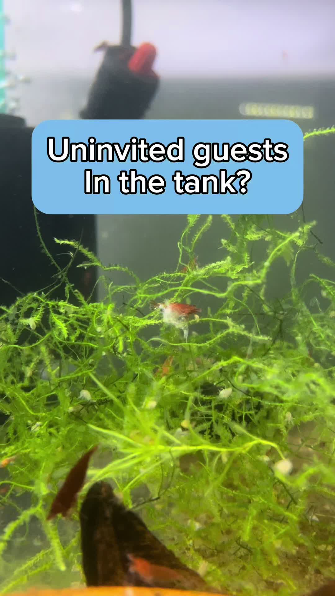 @AquahavenChicago