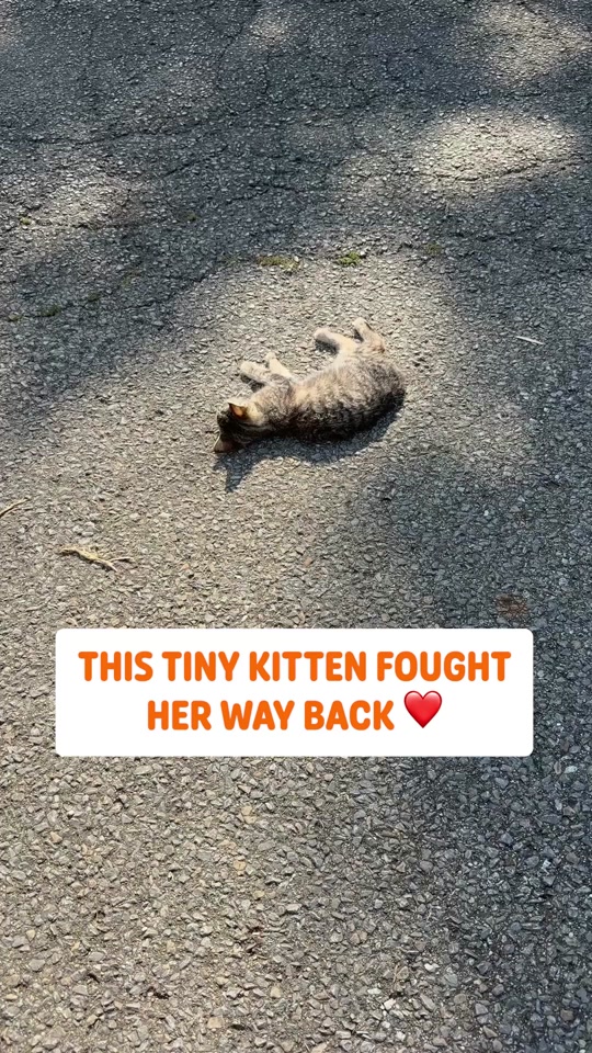 @Pawsome Pets