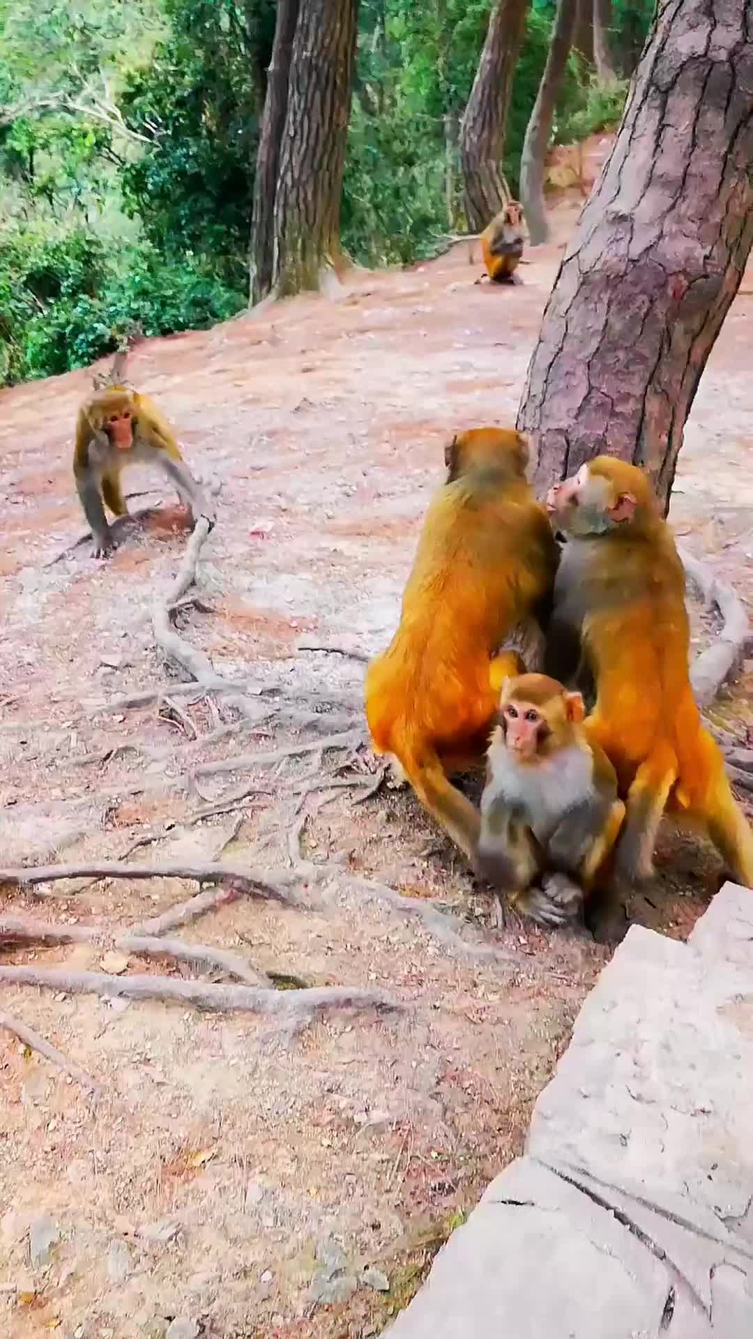 @LilMonkeyVibes