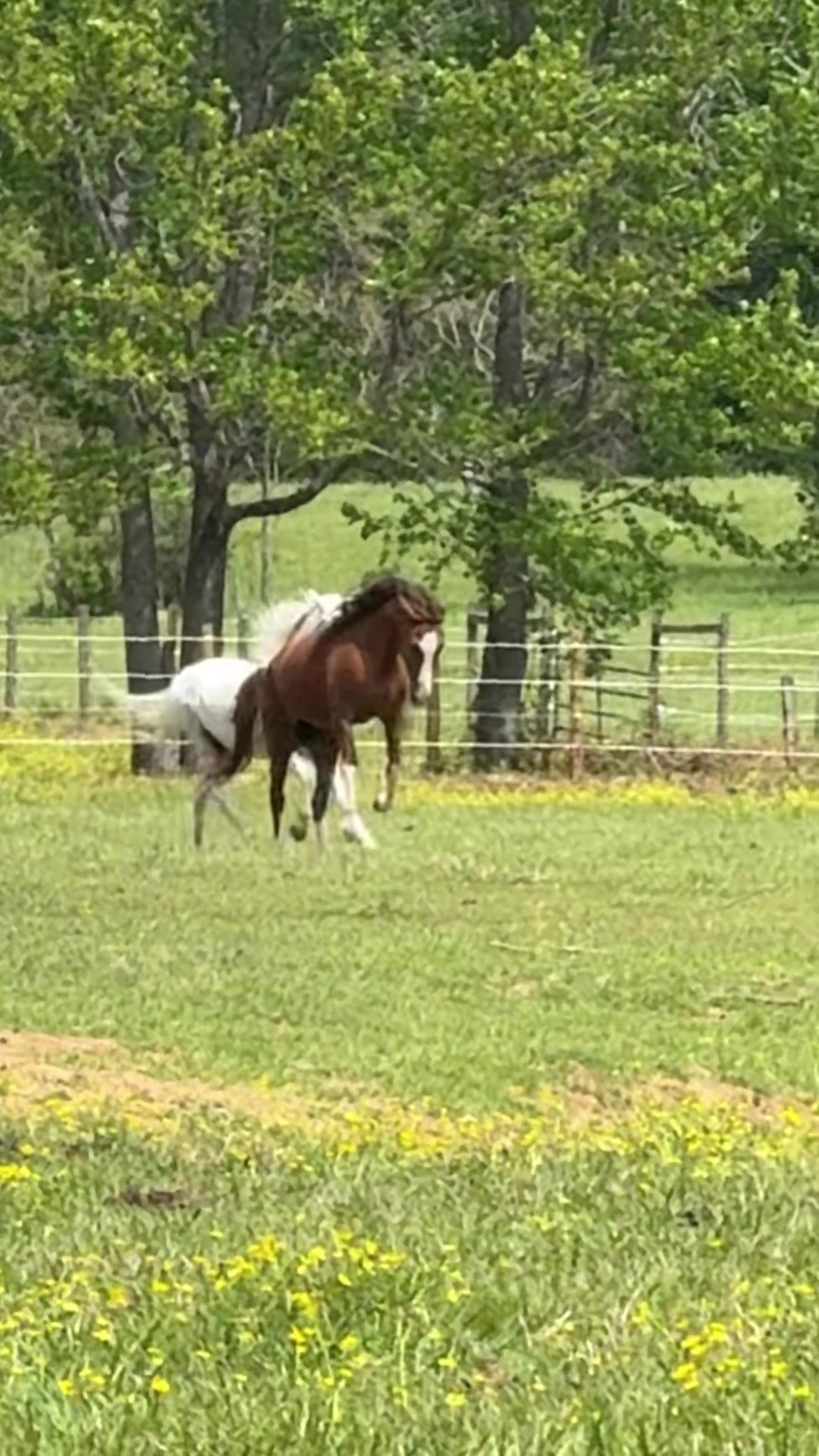 @MS Horse Rescue